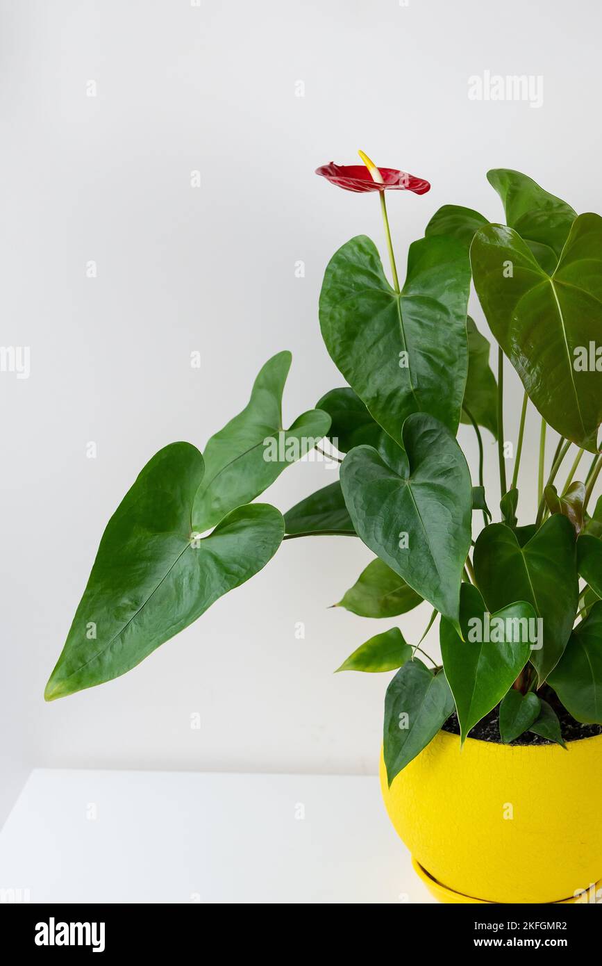 Anthurium rouge avec beaucoup de grandes feuilles vertes dans une belle  cramique jaune vif pot se tient  la maison sur une table blanche.  Entretien des plantes de maison Photo Stock -