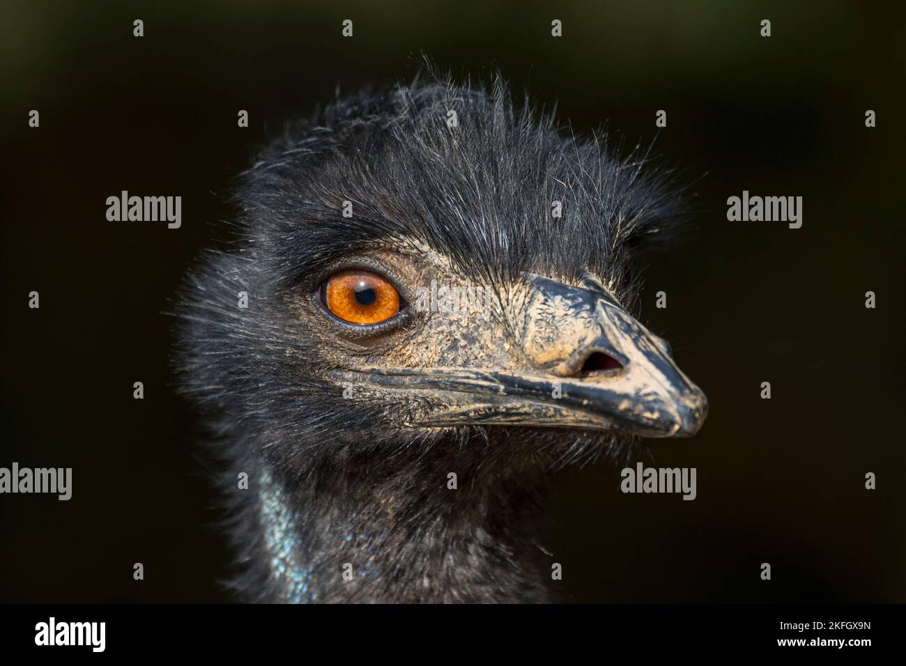 EMU (Dromaius novaehollandiae) gros plan de la tête, deuxième plus grand oiseau vivant sans vol endémique à l'Australie Banque D'Images