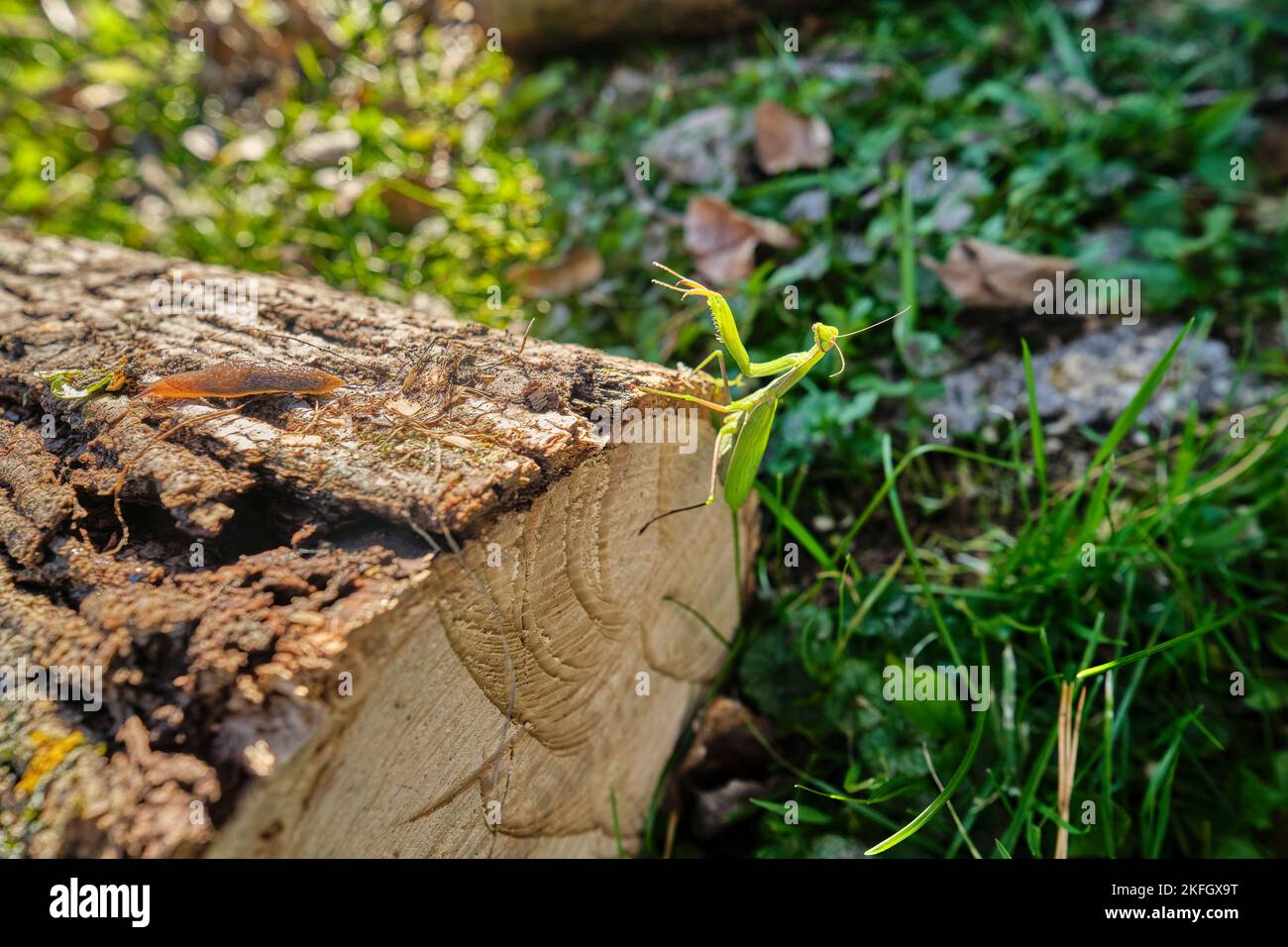 Une mantis priant de l'espèce Mantis religiosa monte le côté d'une bûche coupée derrière une loug terrestre à sa surface. Banque D'Images