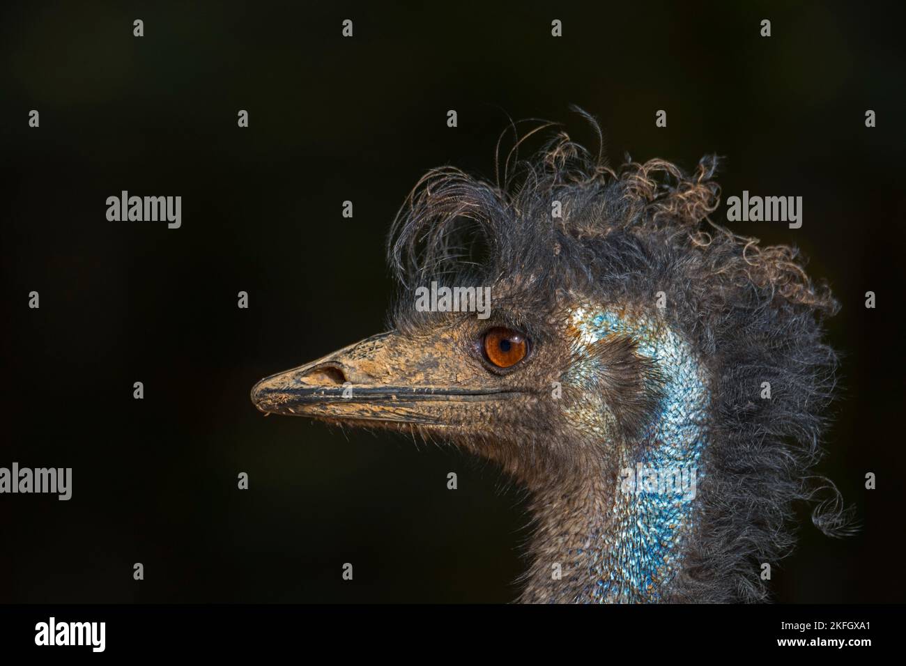 EMU (Dromaius novaehollandiae) gros plan de la tête, deuxième plus grand oiseau vivant sans vol endémique à l'Australie Banque D'Images