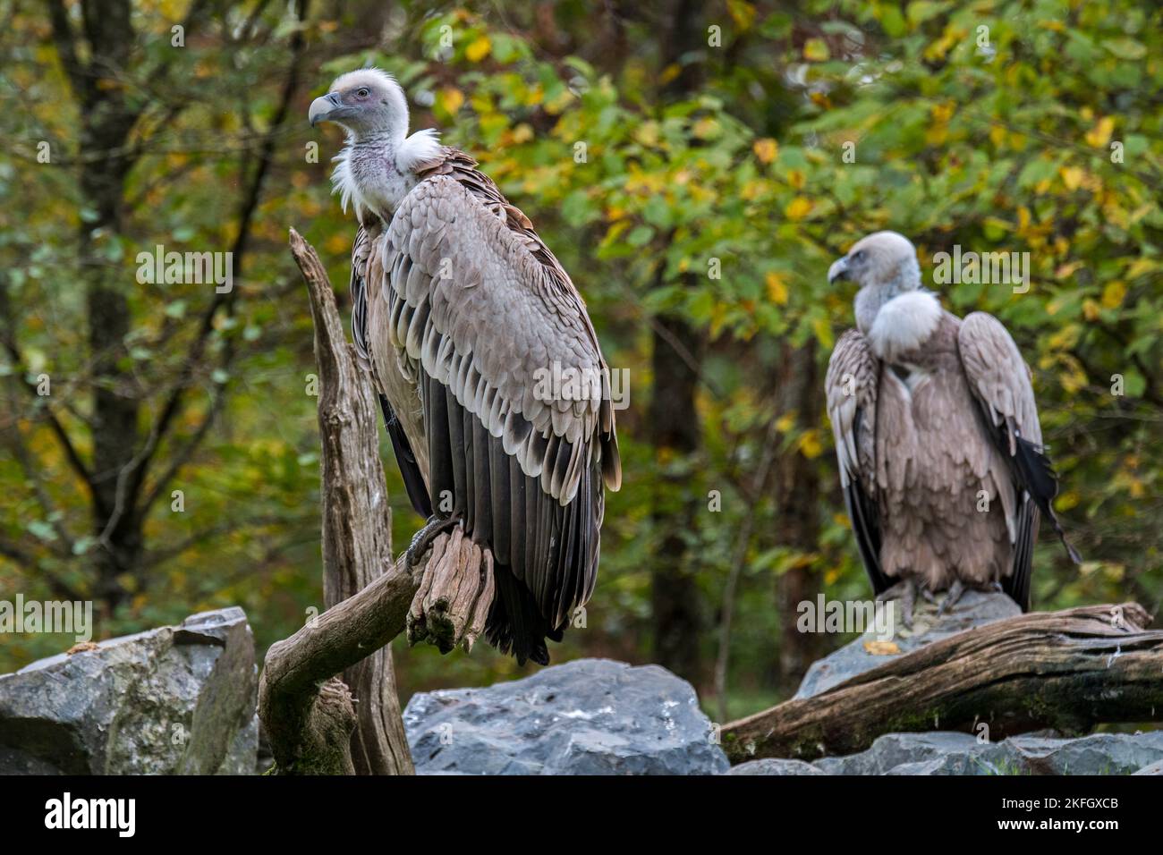 Deux vautours griffon / griffons eurasiens (Gyps fulvus), oiseaux charneux originaires du sud de l'Europe, de l'Afrique du Nord et de l'Asie Banque D'Images