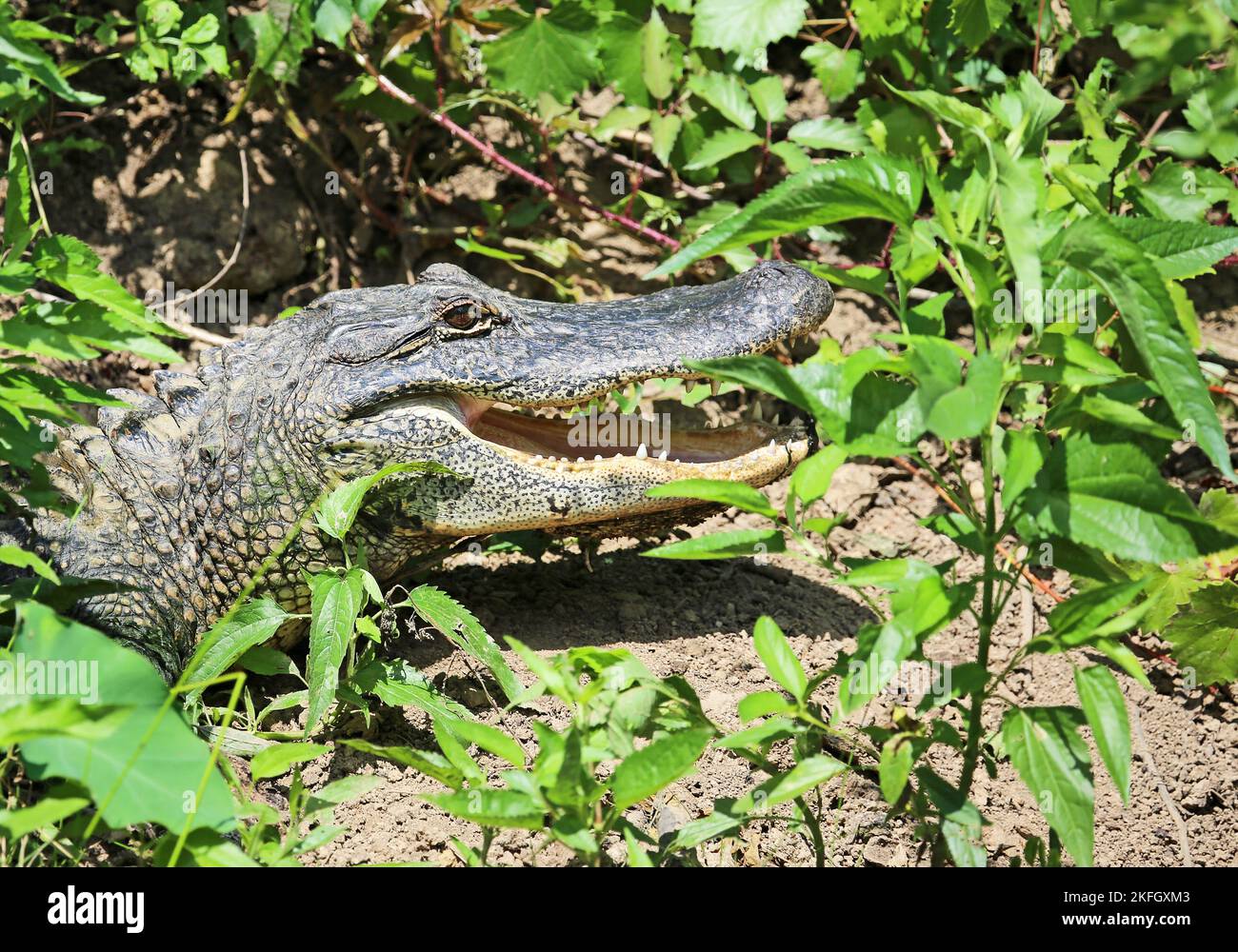 Alligator se cachant en vert - Louisiane Banque D'Images