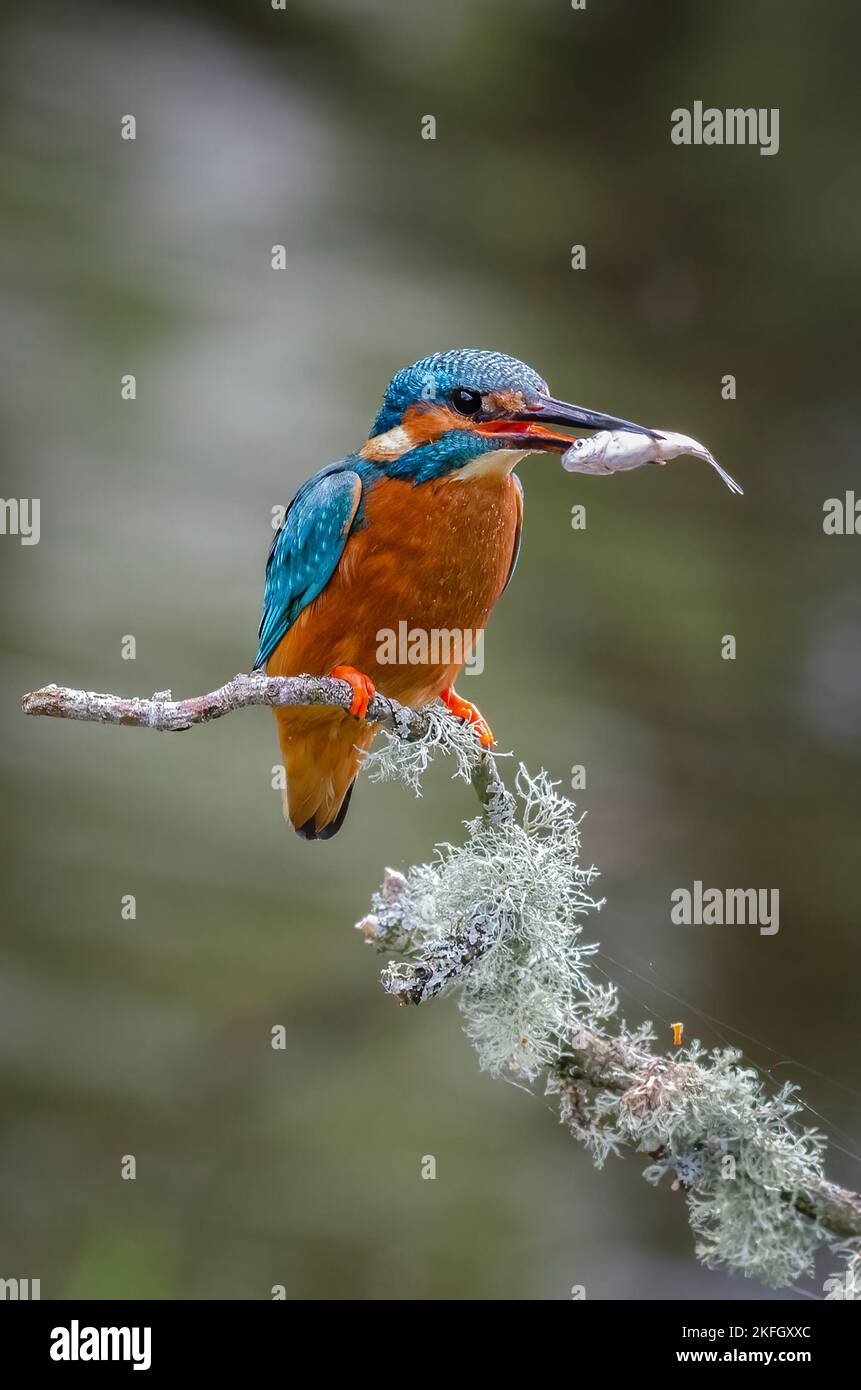 Portrait d'un kingfisher mâle perché sur une branche au-dessus de l'eau. Il a eu une plongée réussie et a un gros poisson dans son bec Banque D'Images