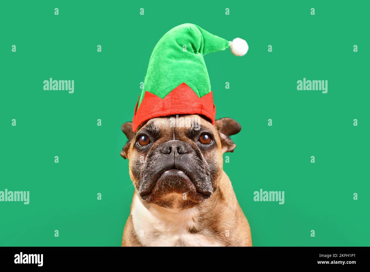 Chien Bulldog français habillé avec un chapeau de costume d'orf de Noël devant un fond vert Banque D'Images