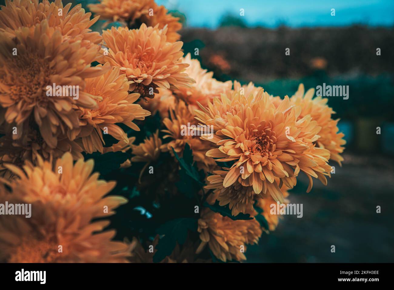 Un bouquet de fleurs jaunes de Chrysanthemum morifolium vivantes Banque D'Images