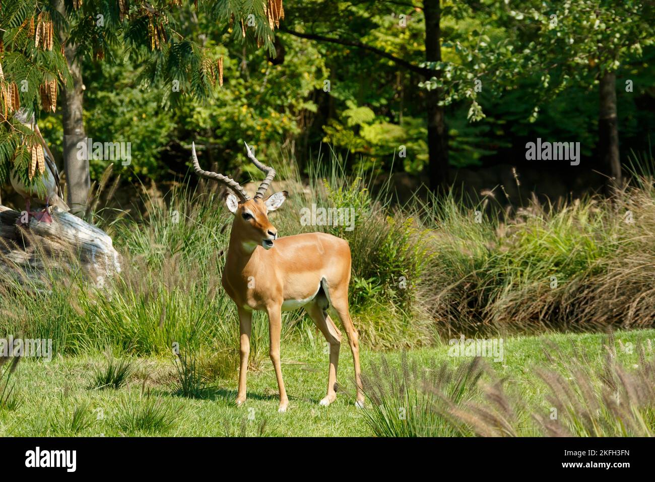 Impala. Homme Zoo et jardin botanique de Cincinnati, Cincinnati, Ohio, États-Unis. Banque D'Images