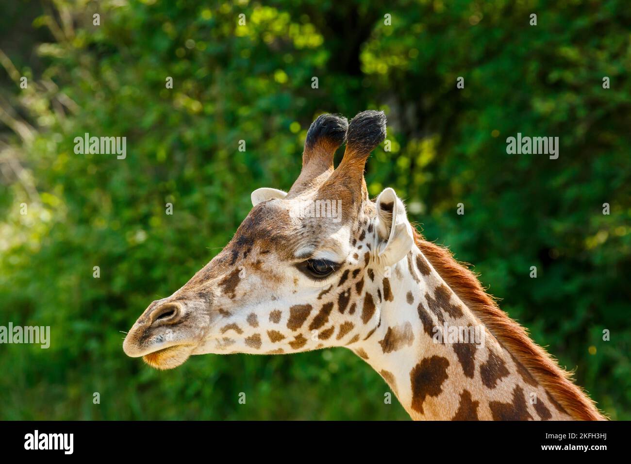 Maasai Giraffe. Zoo et jardin botanique de Cincinnati, Cincinnati, Ohio, États-Unis. Banque D'Images