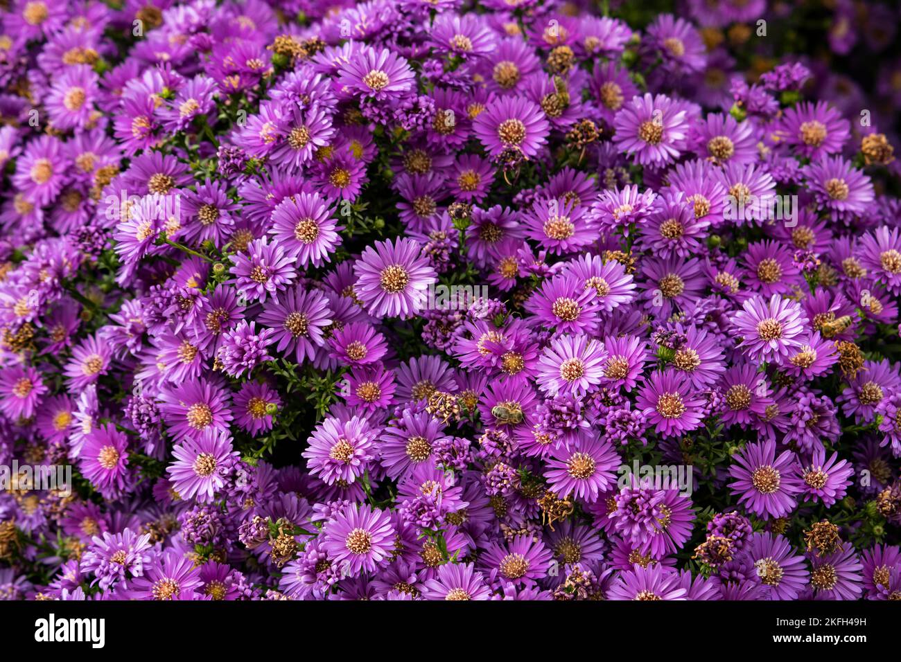 Aster, aster rose violet Banque D'Images