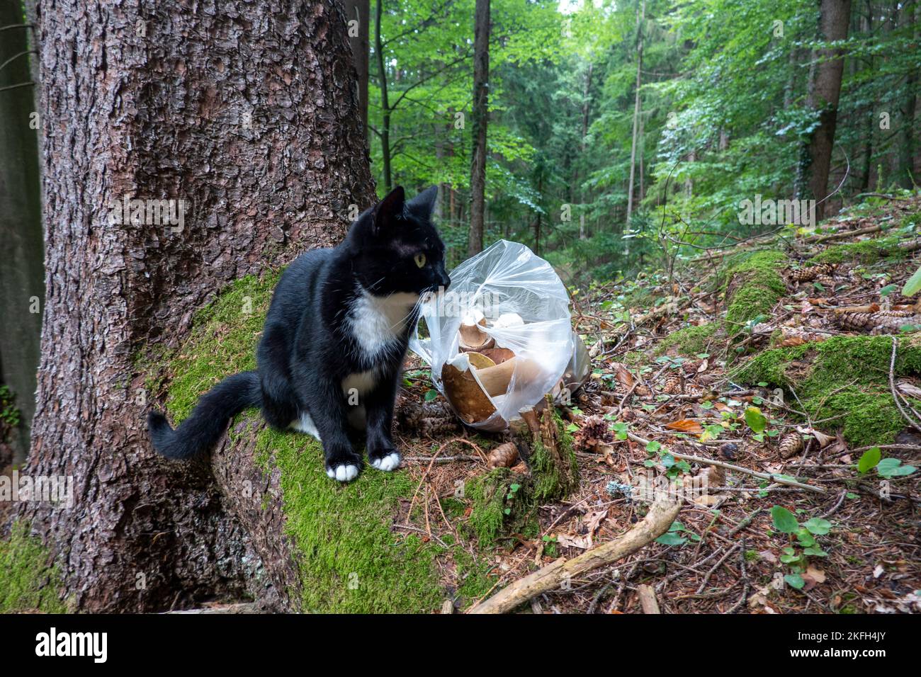 Porcini dans la forêt et le chat . Steinpilze im Wald mit Katze Banque D'Images