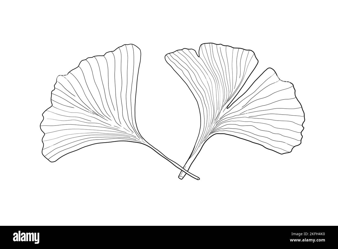 Esquisse de mise en plan de la feuille de Ginkgo. Vecteur de ginkgo biloba japonais. Deux feuilles. Illustration de Vecteur
