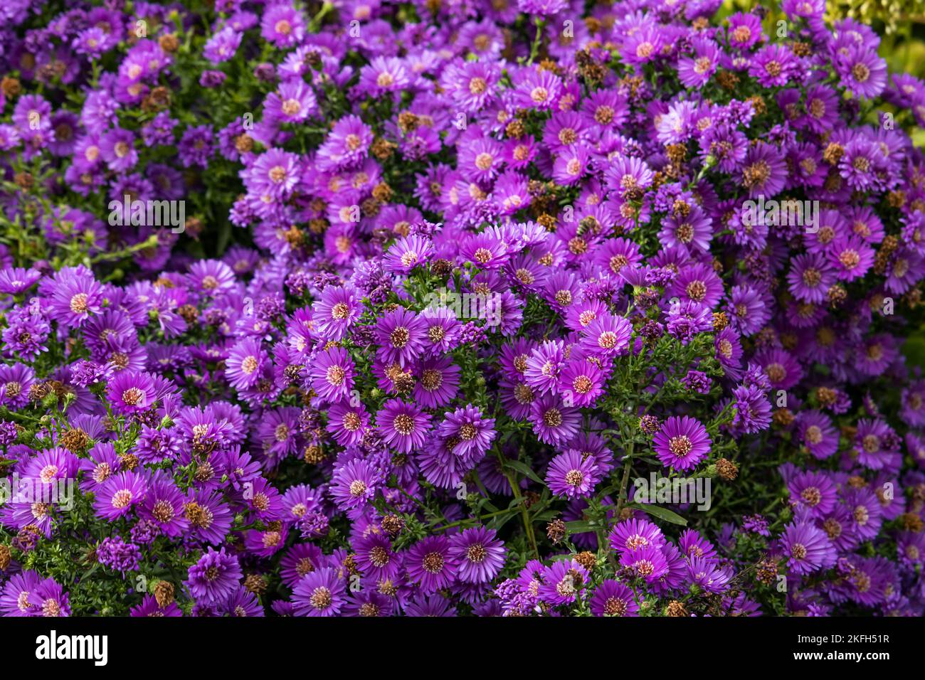 Aster, aster rose violet Banque D'Images