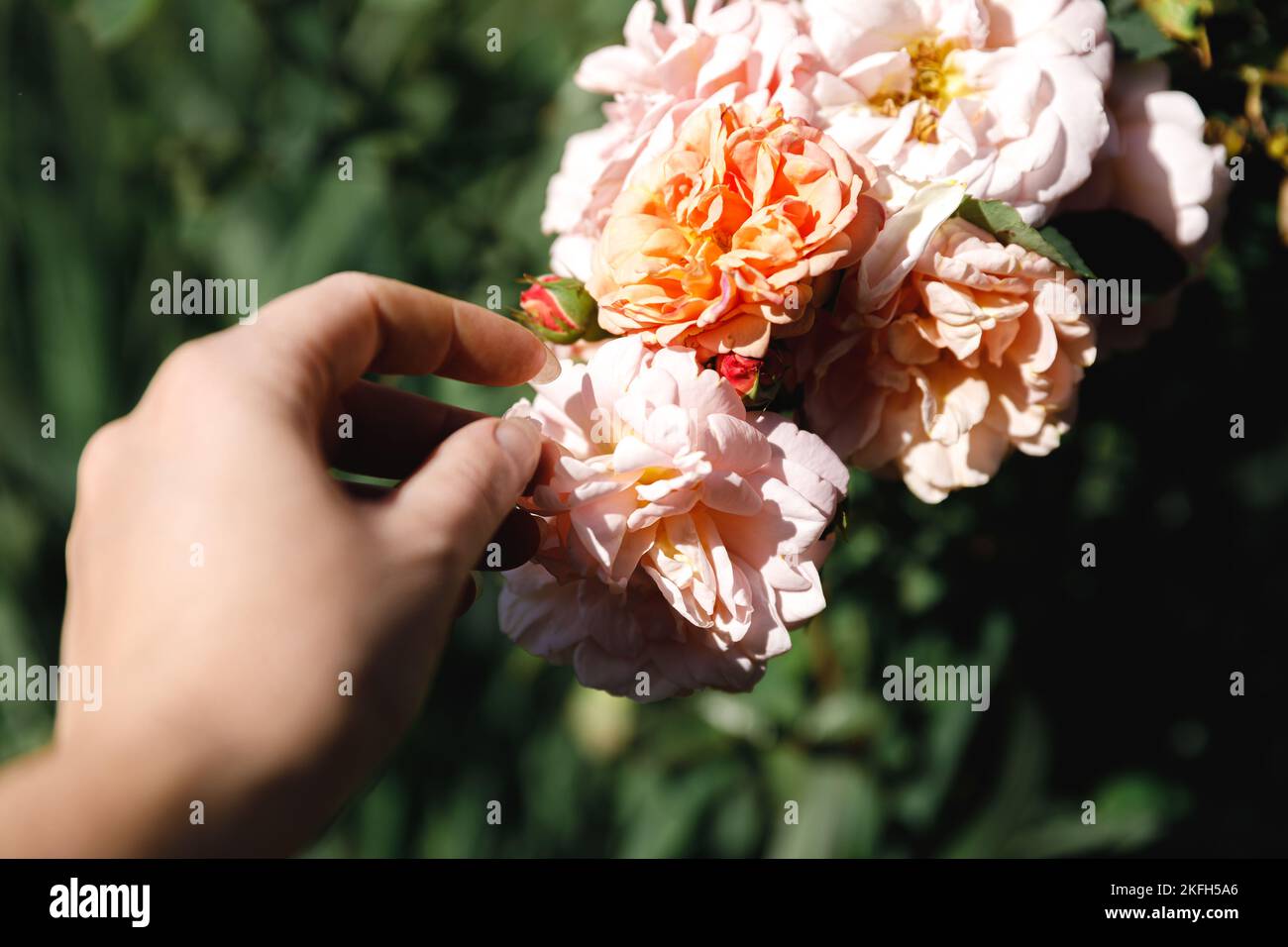 Femme main tenant des fleurs roses dans la rockery en été.Le jardinier s'occupe des fleurs dans le jardin fleuri.La floriculture passe-temps et la plantation de fleurs le concept de culture Banque D'Images
