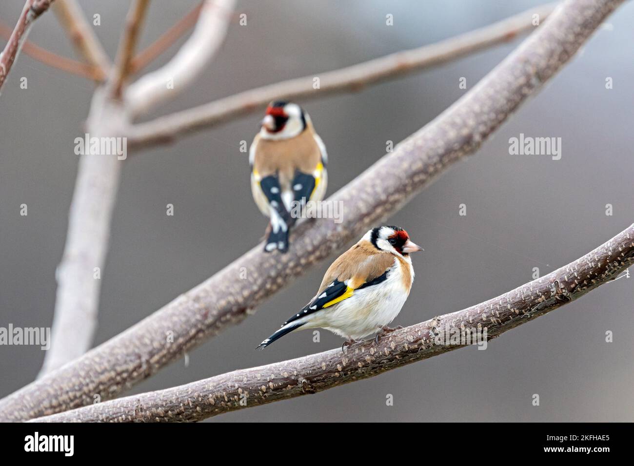 Goldfinches européens Banque D'Images