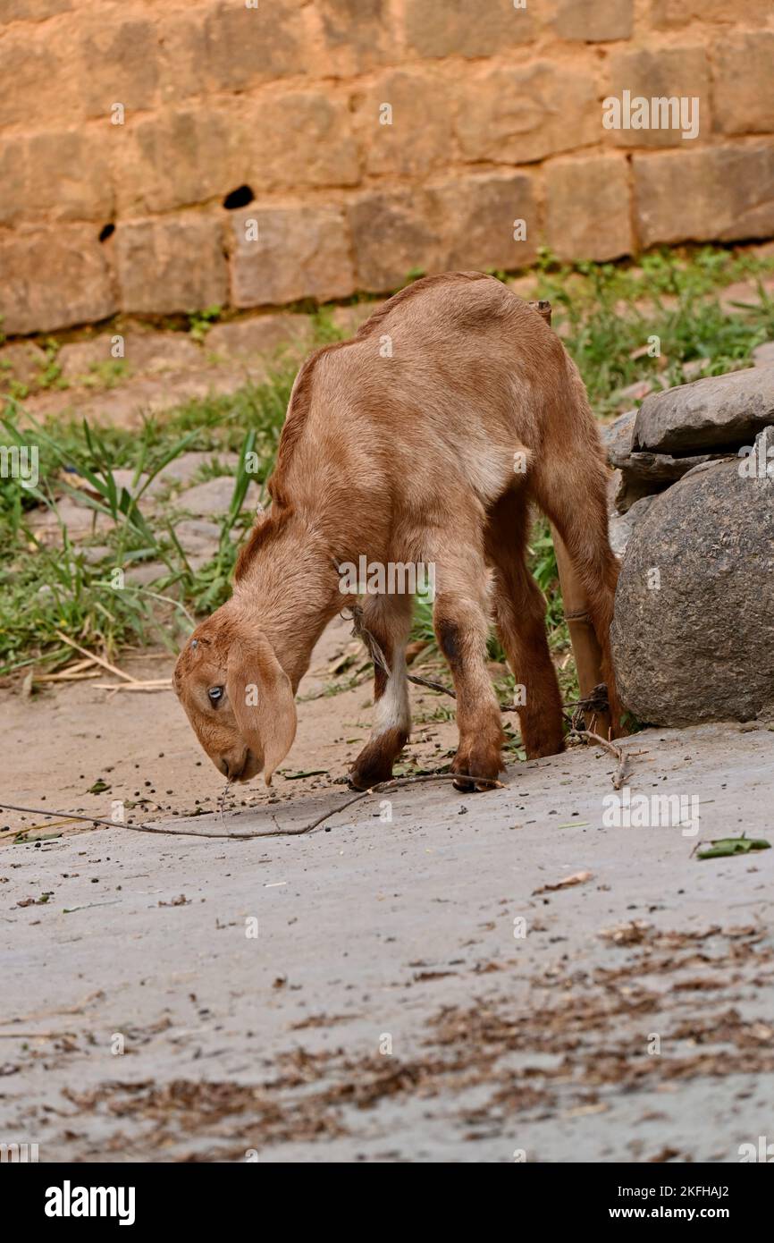 Un Goat brun à la recherche de la flèche sur terrain de pierre rural, tir vertical Banque D'Images