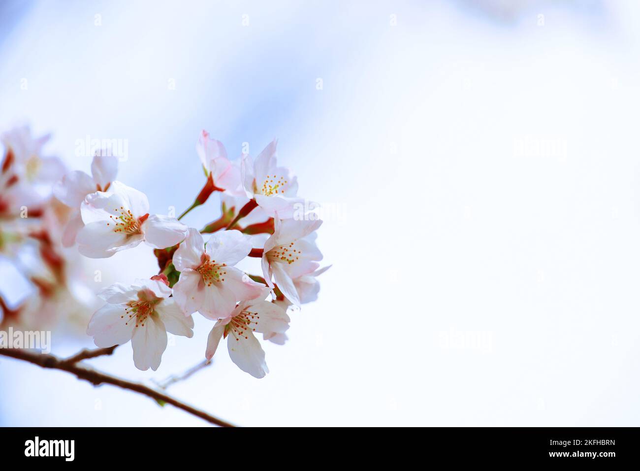 Gros plan sur les cerisiers en fleur Banque D'Images