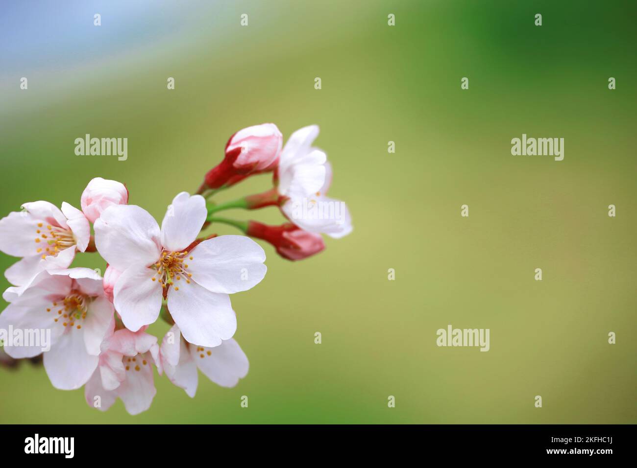 Gros plan sur les cerisiers en fleur Banque D'Images