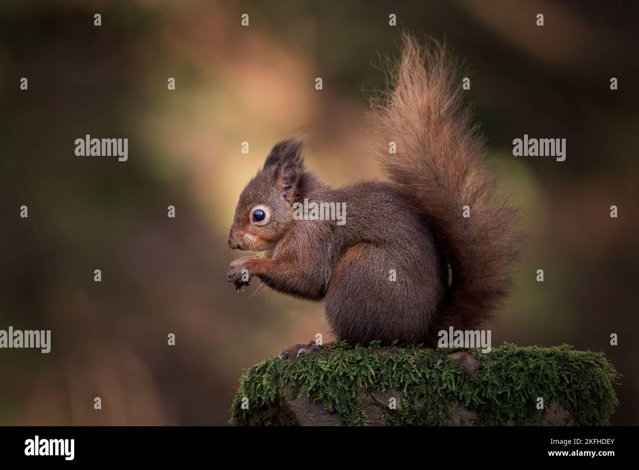 Magnifique, rare écureuil rouge, Sciurus vulgaris, sur pierre de mousse dans les Yorkshire Dales Banque D'Images