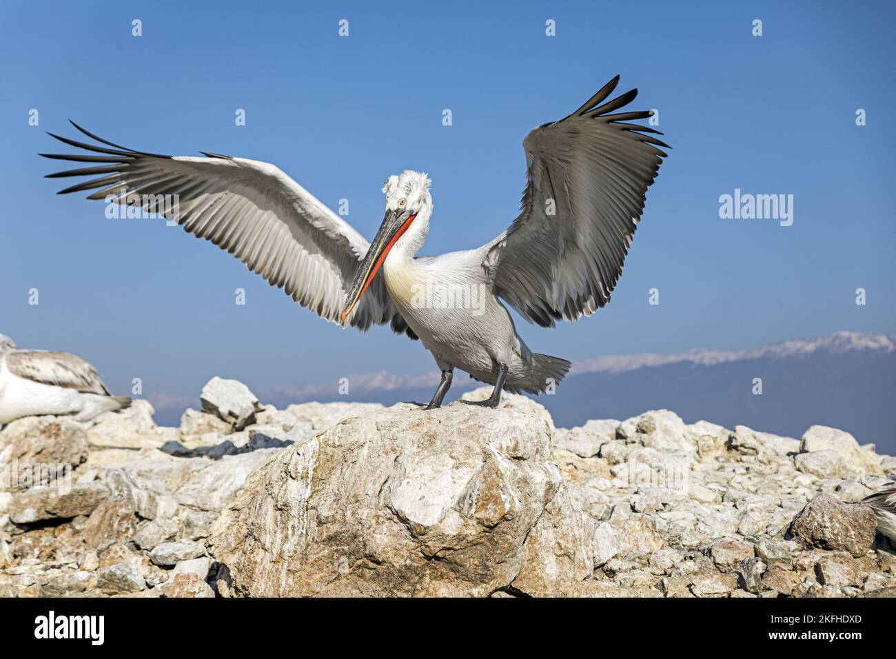 dalmatien debout Pelican Banque D'Images