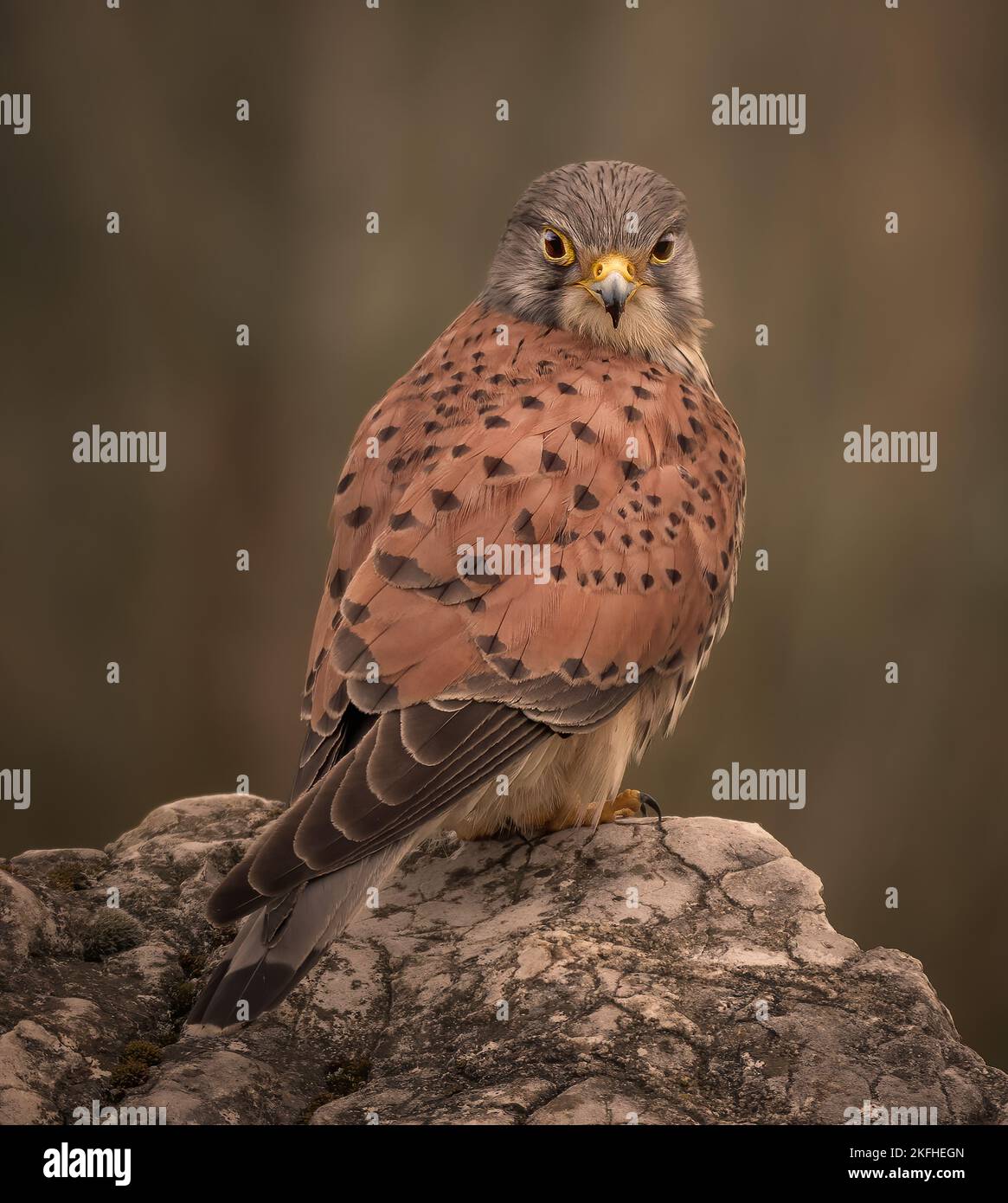 Superbe gros plan de kestrel masculin, nom latin Falco tinnunculus perché sur un petit rocher. Arrière-plan vert flou. Banque D'Images