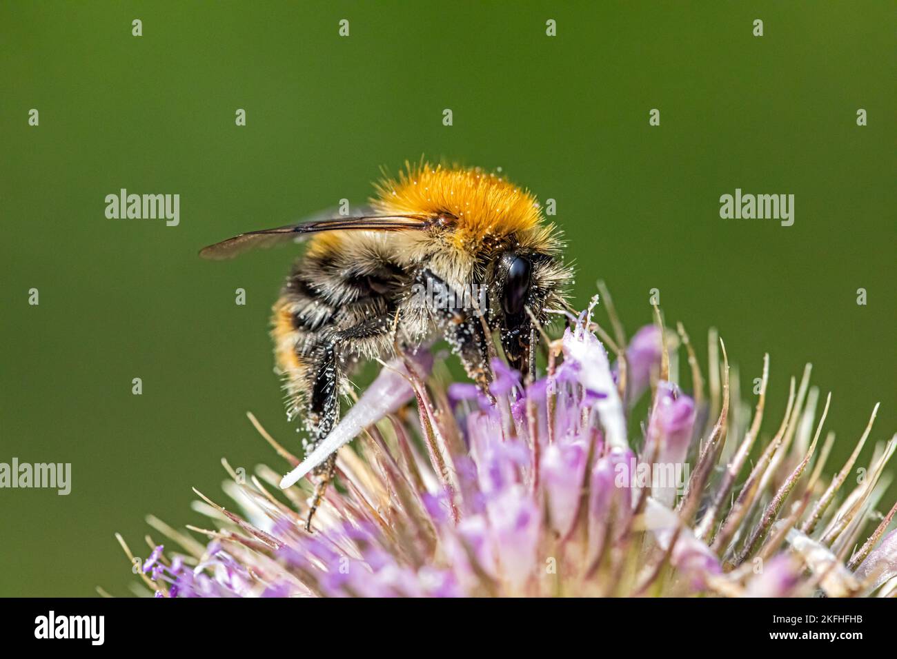 carder-abeille commune Banque D'Images