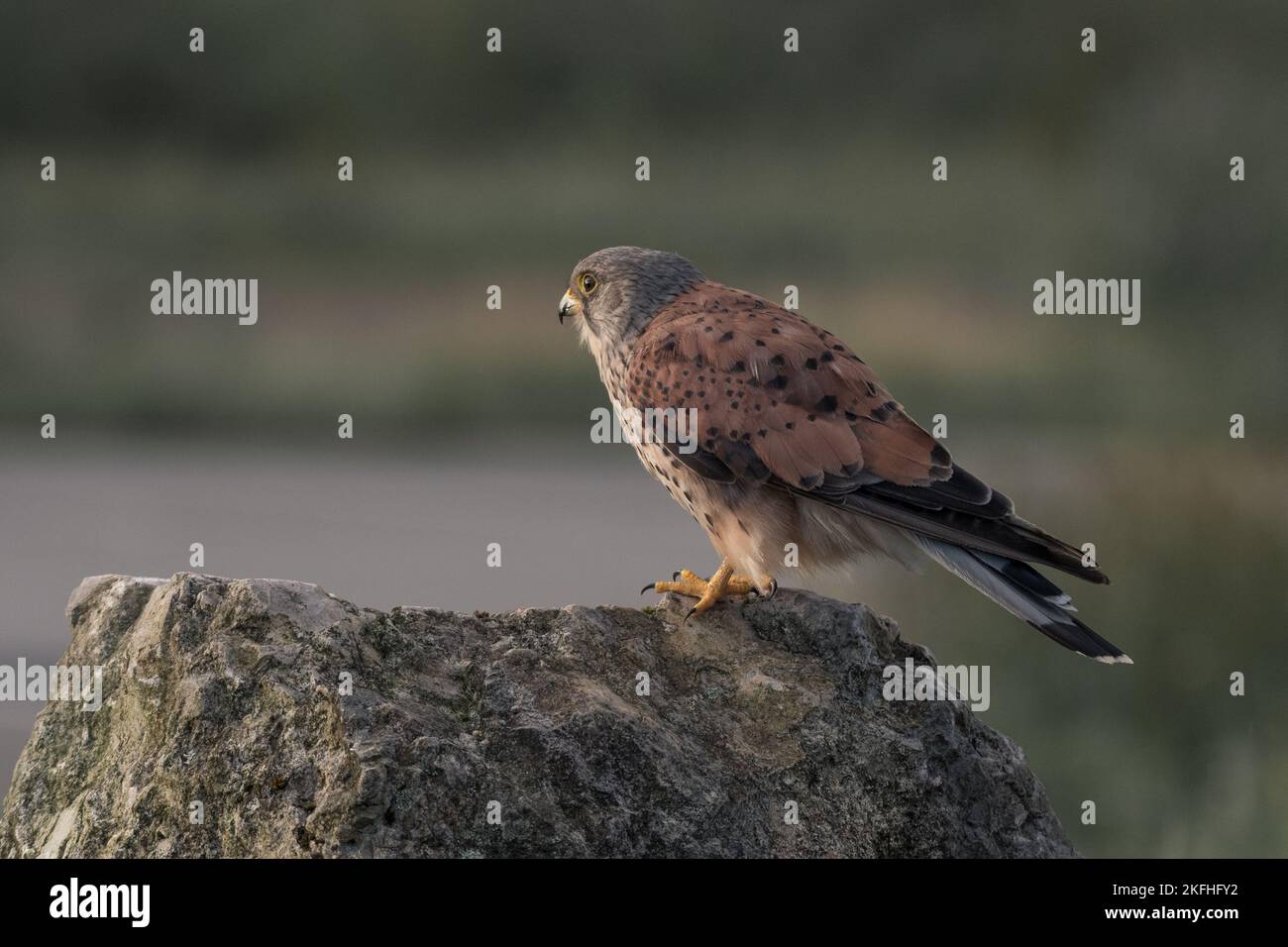Superbe gros plan de kestrel masculin, nom latin Falco tinnunculus perché sur un petit rocher. Arrière-plan vert flou. Banque D'Images