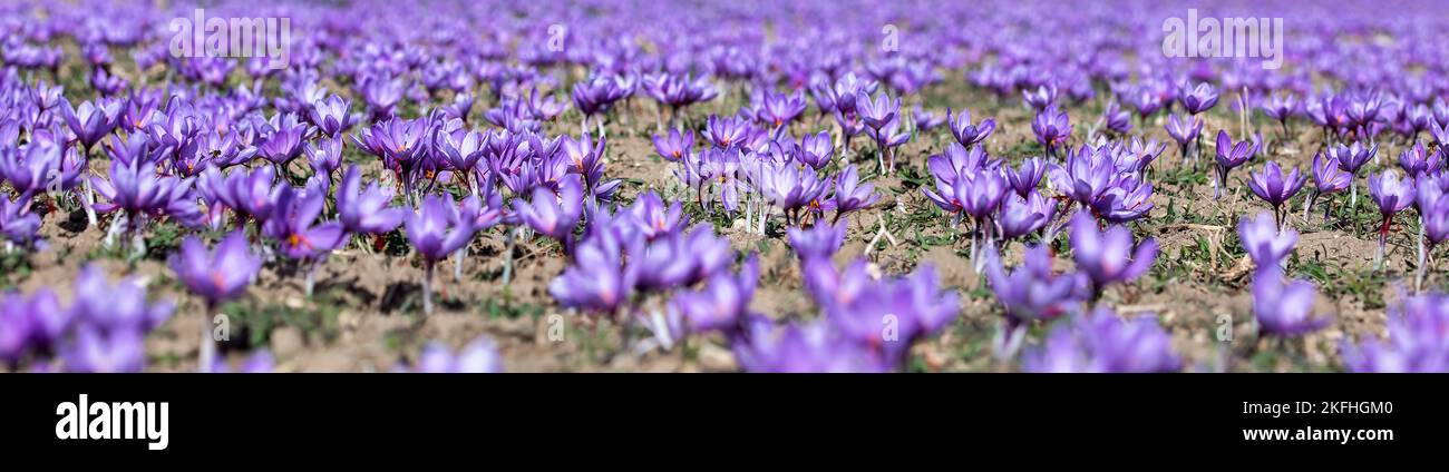 Magnifiques champs de fleurs de safran violet. Crocus sativus fleurir plante pourpre sur terre. Saison de récolte. Mise au point sélective. gros plan Banque D'Images