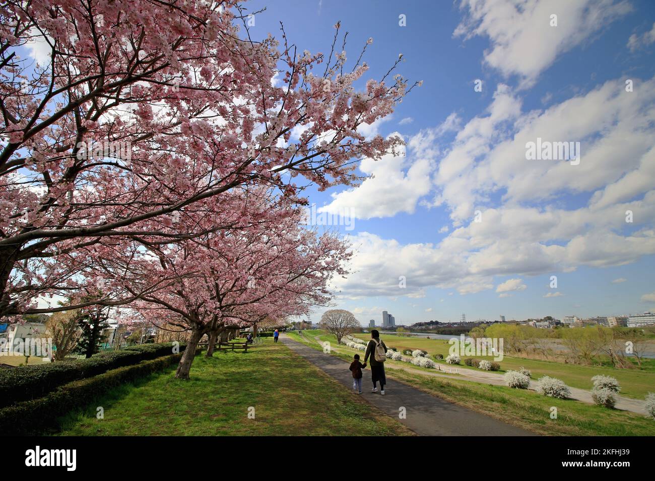 Paysage du Japon les gens appréciant l'observation des cerisiers en fleurs Banque D'Images