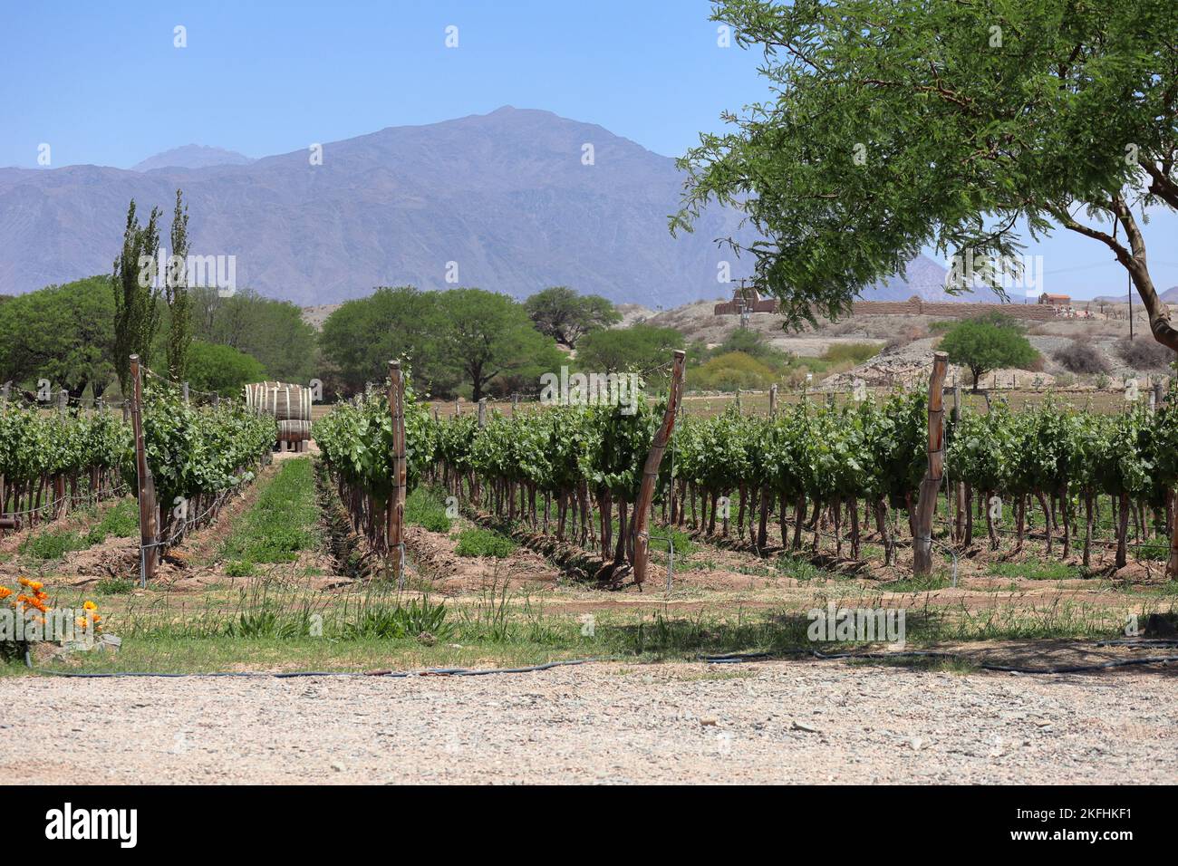 Rangées de vignes à Angastaco, Argentine Banque D'Images