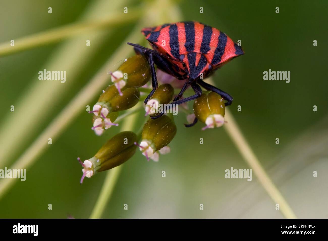 Bug rayé italien Banque D'Images