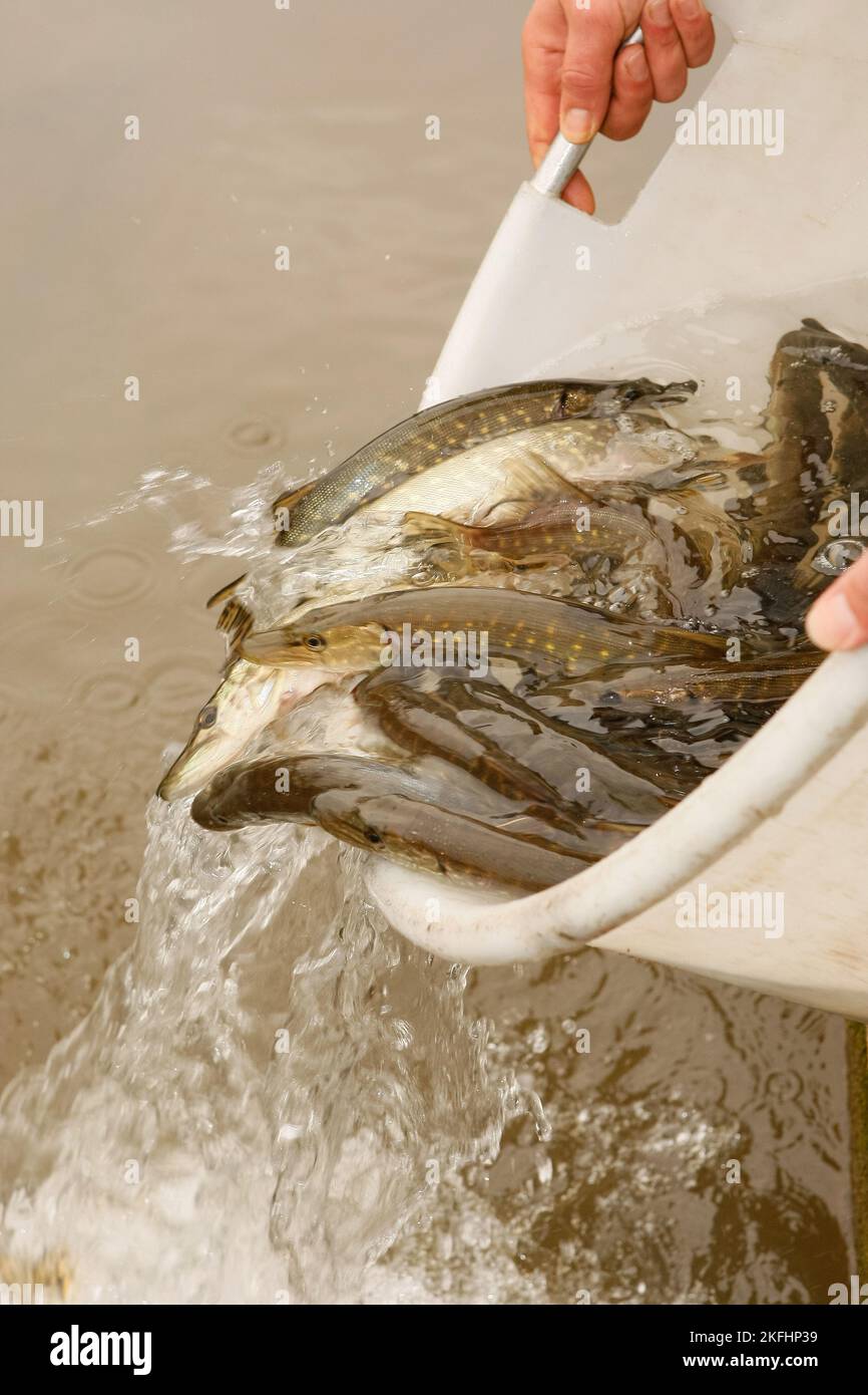 pisciculture Banque D'Images