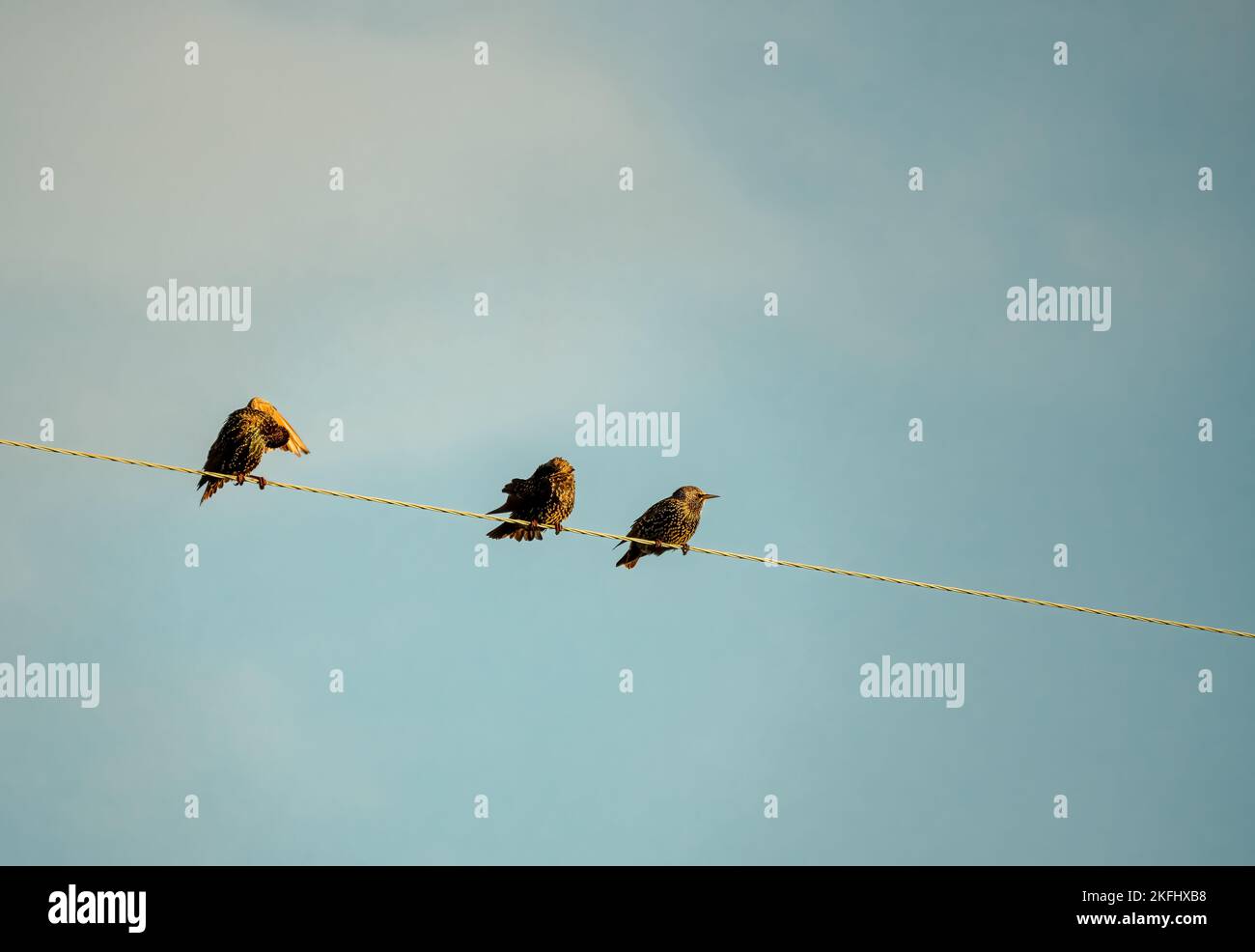 Un troupeau d'étoiles (Sturnus vulgaris) s'est installé sur une ligne électrique, Wilts UK Banque D'Images