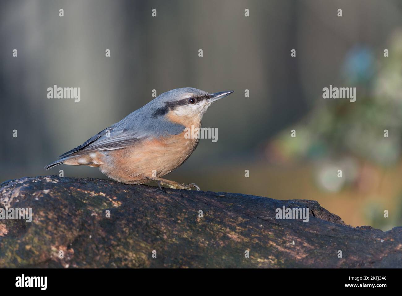 Nuthatch posé sur un morceau de bois. Arrière-plan flou de bokeh. Petit oiseau de jardin. Nom latin Sitta Banque D'Images