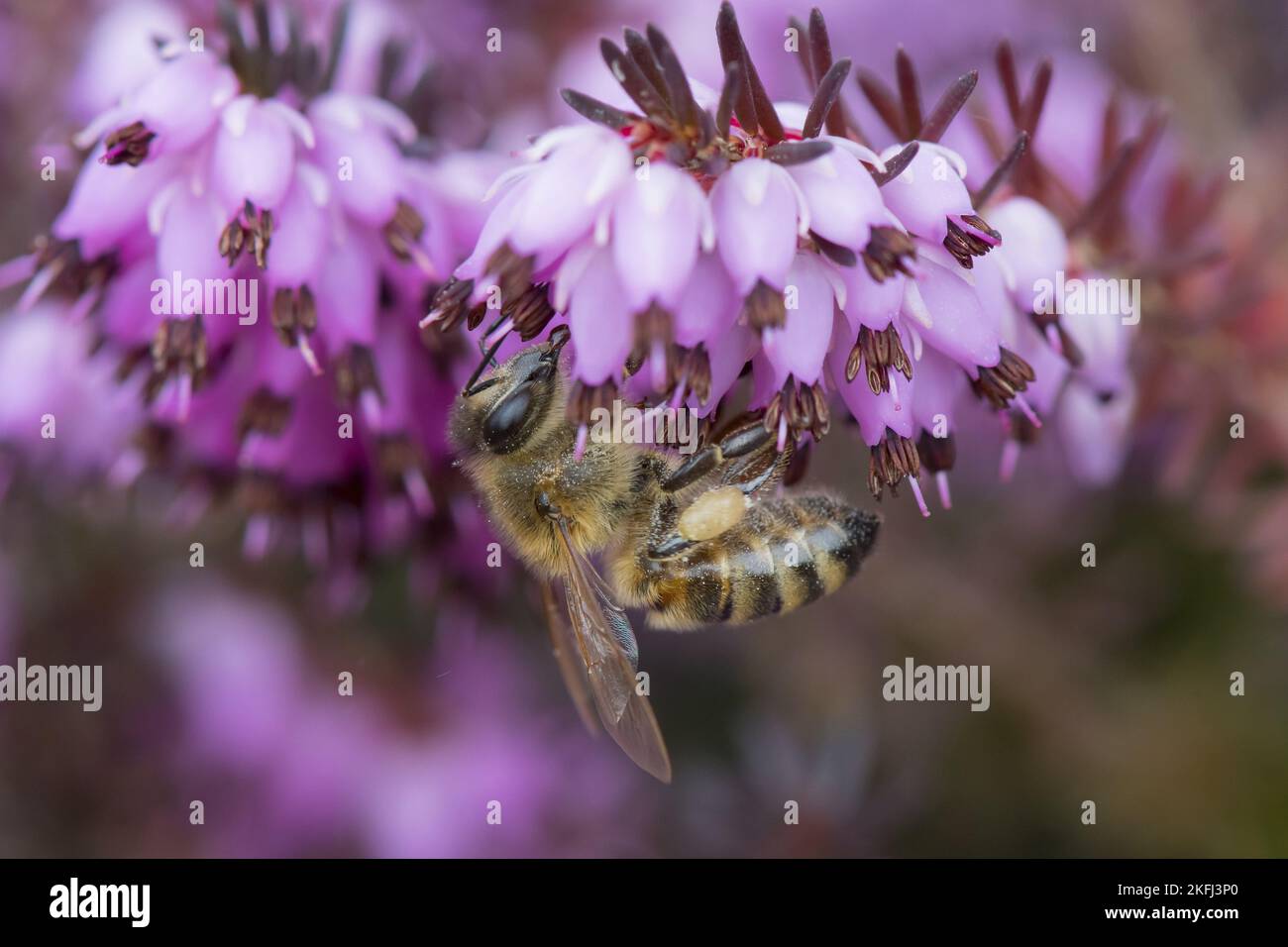 Abeille à miel Banque D'Images