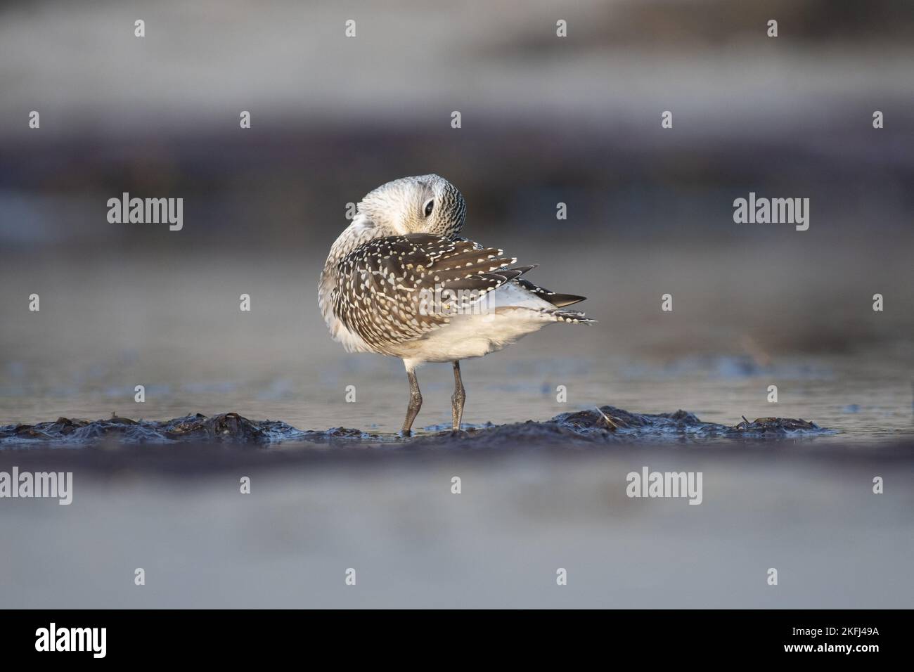 Pluvier siffleur dans l'eau Banque D'Images