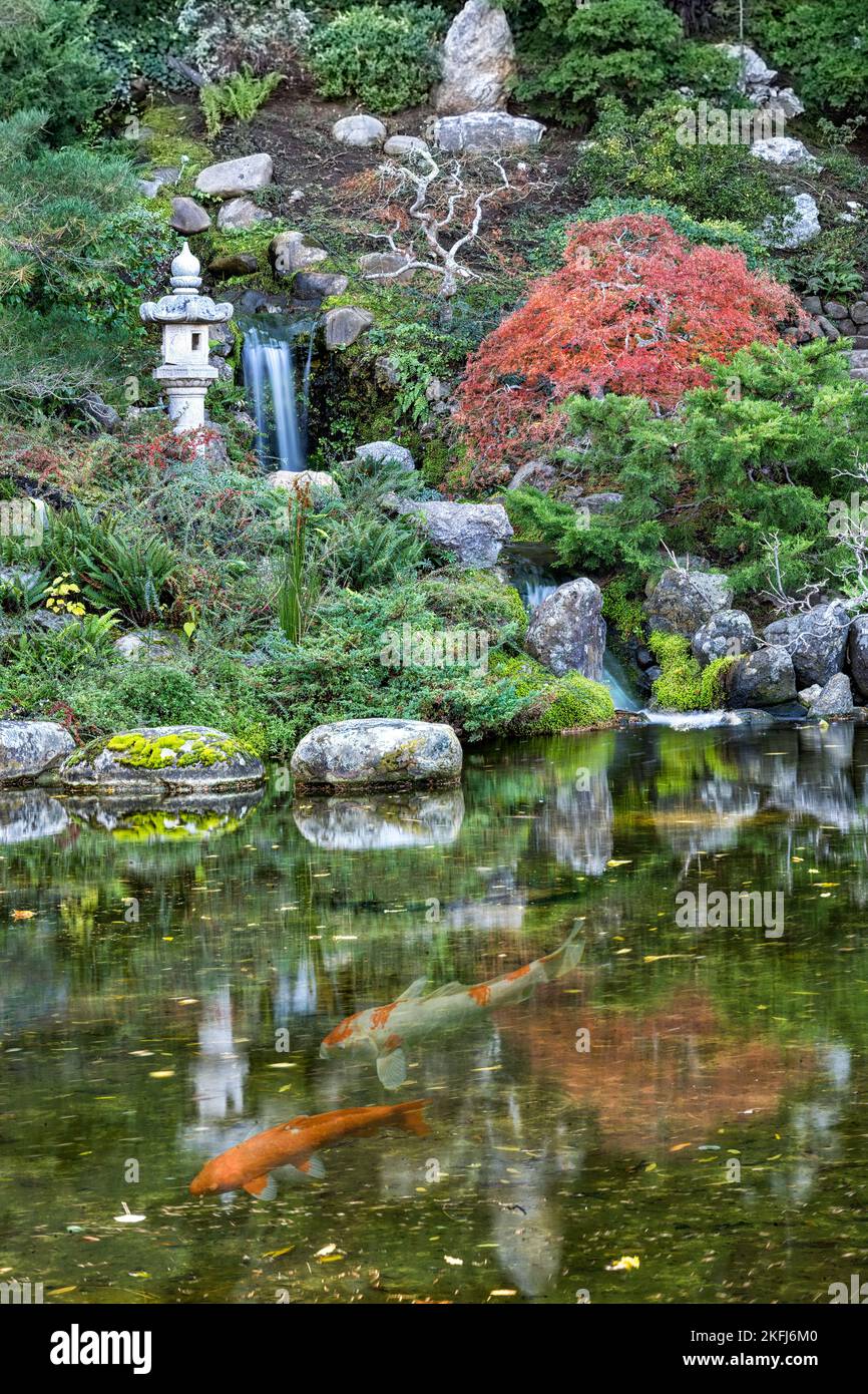 Magnifique jardin japonais avec chute d'eau, végétation luxuriante pagode en pierre d'automne et poisson koï. Banque D'Images