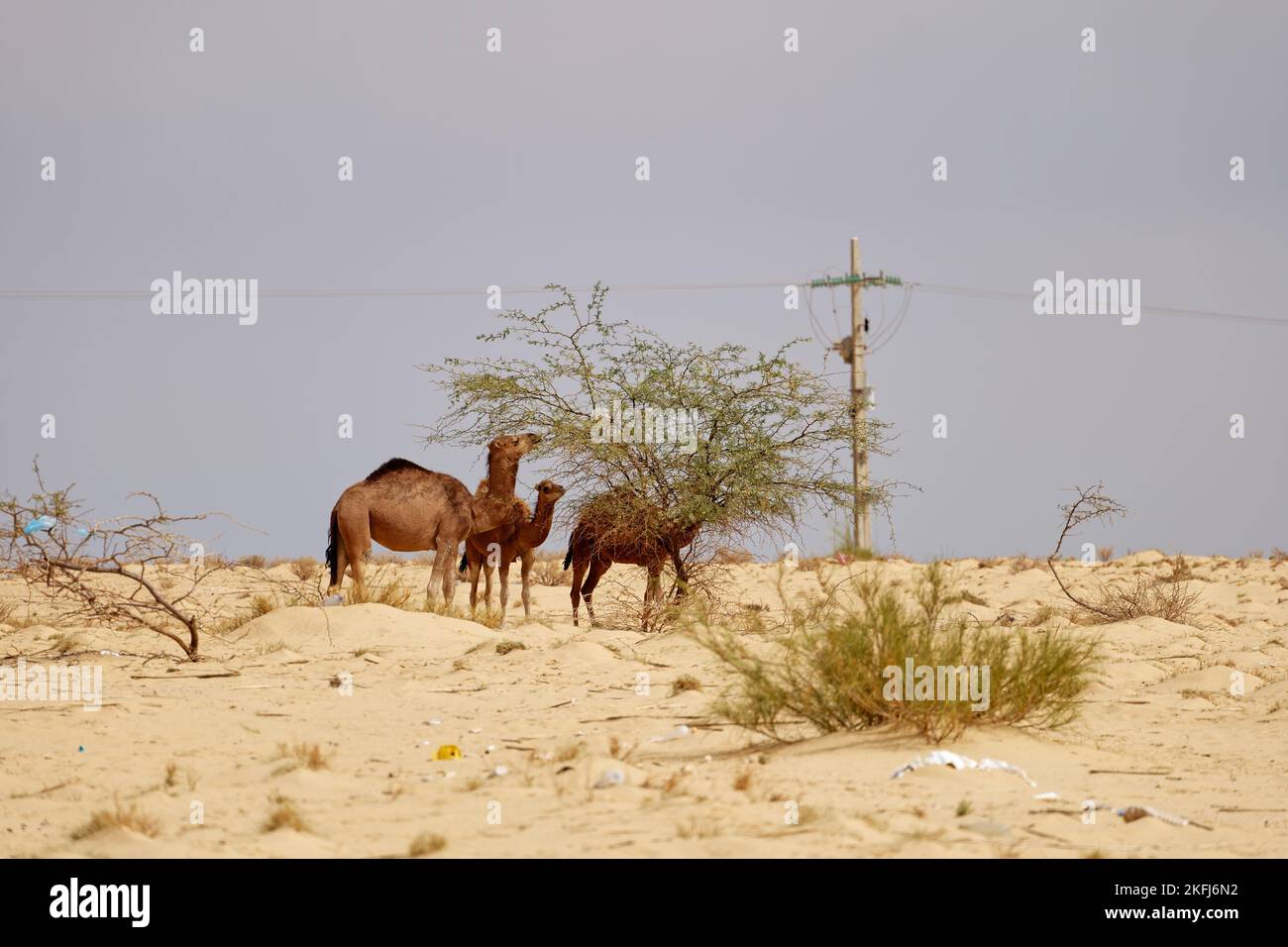 Chameaux dans le désert manger des feuilles de l'arbre. Animaux sauvages dans leur habitat naturel. Paysages sauvages et arides. Voyages et tourisme Banque D'Images