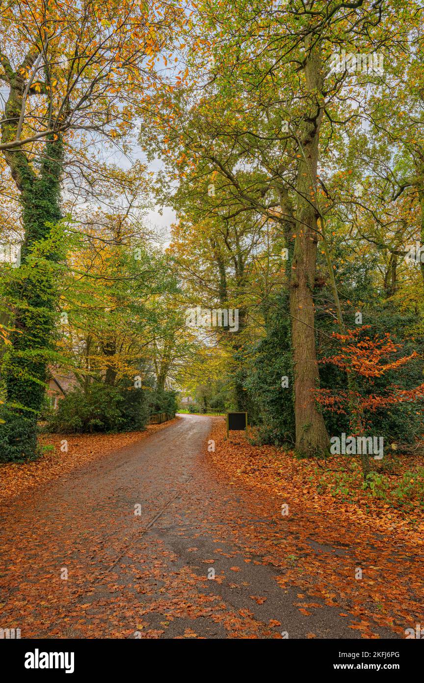 Vues panoramiques sur les arbres et les feuilles d'automne dans le comté de North Norfolk, Royaume-Uni Banque D'Images