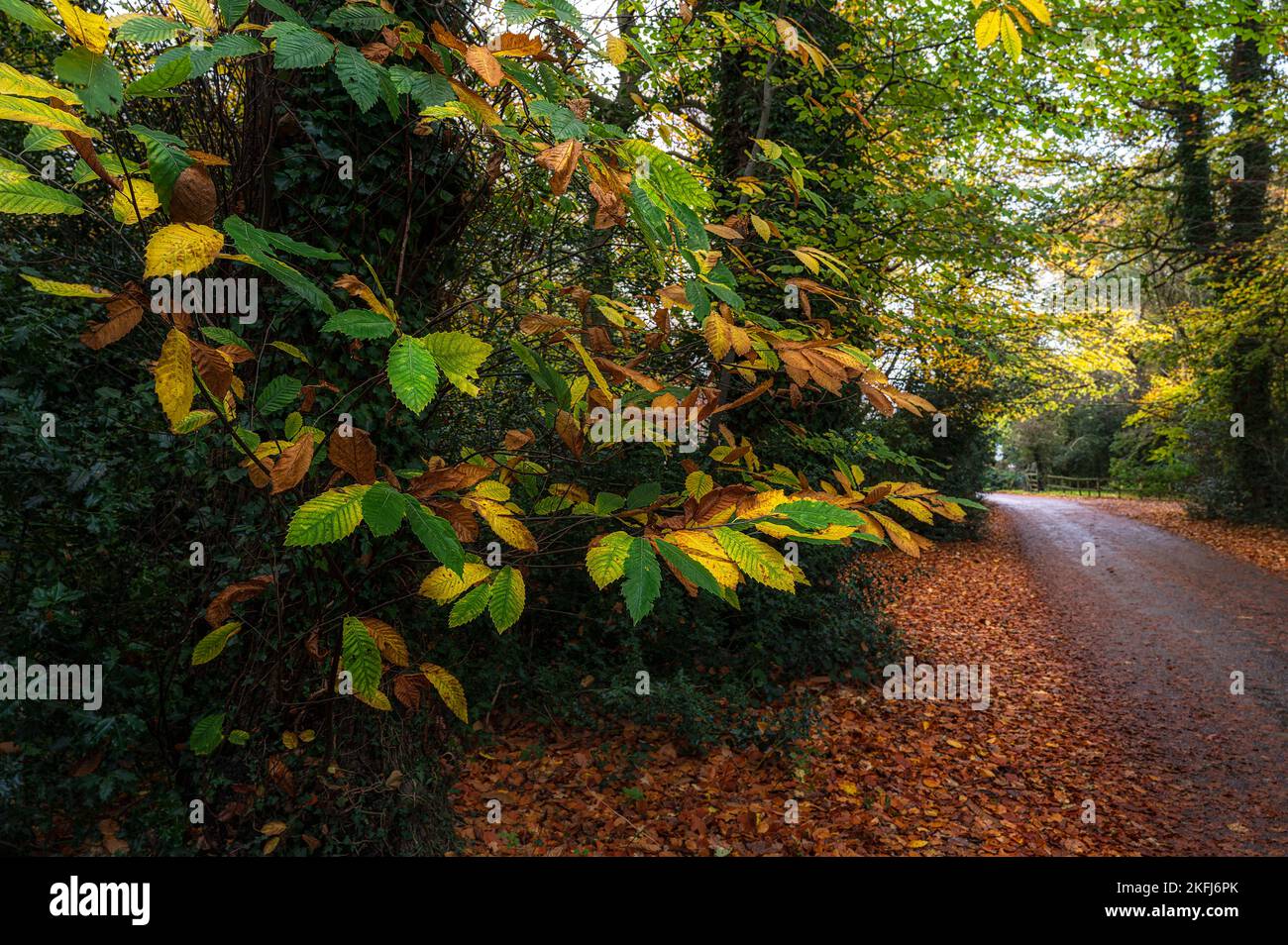 Vues panoramiques sur les arbres et les feuilles d'automne dans le comté de North Norfolk, Royaume-Uni Banque D'Images