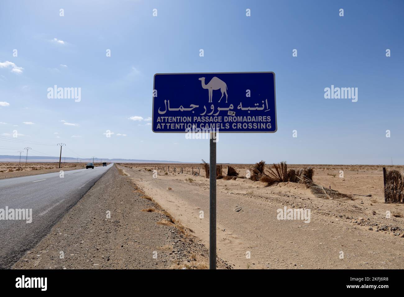 Signalisation routière attention passage de chameaux. Méfiez-vous des chameaux qui traversent la route dans le panneau du désert. Conduire et se déplacer avec prudence. Respecter les animaux. Banque D'Images