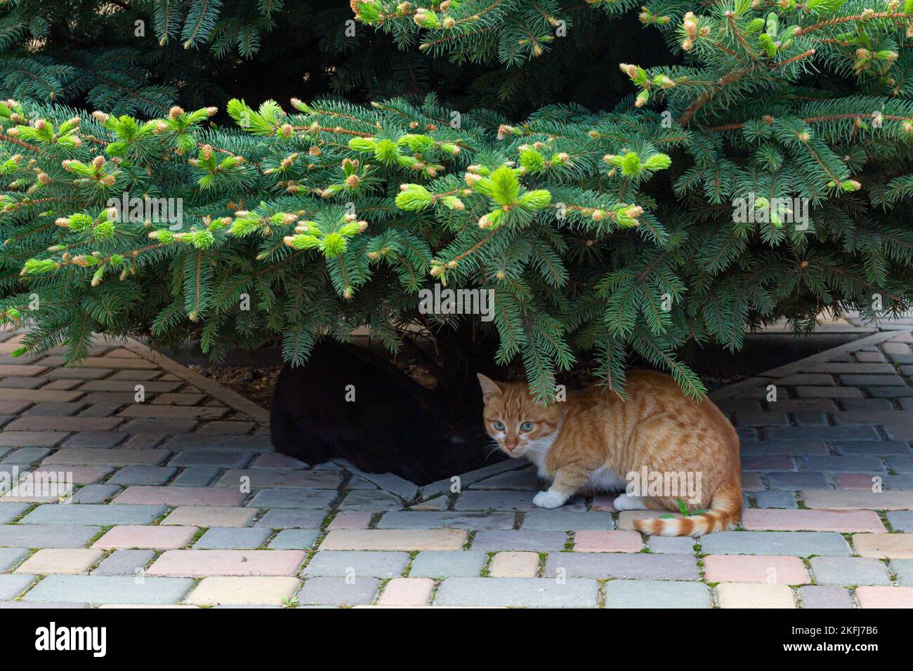 un chat rouge est assis sous l'arbre, à côté de lui est un chat noir Banque D'Images