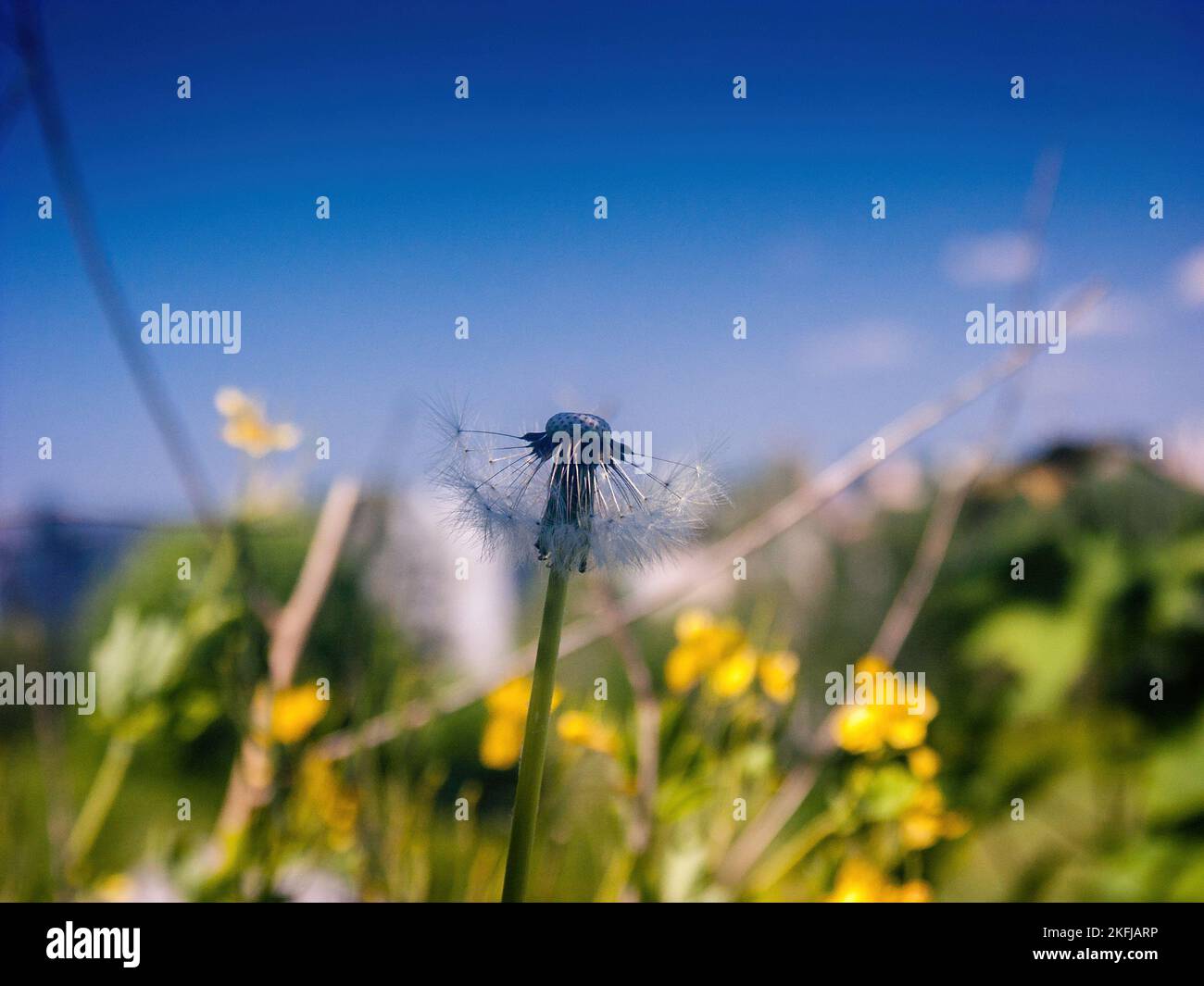Cliché sélectif d'un pissenlit soufflé Banque D'Images