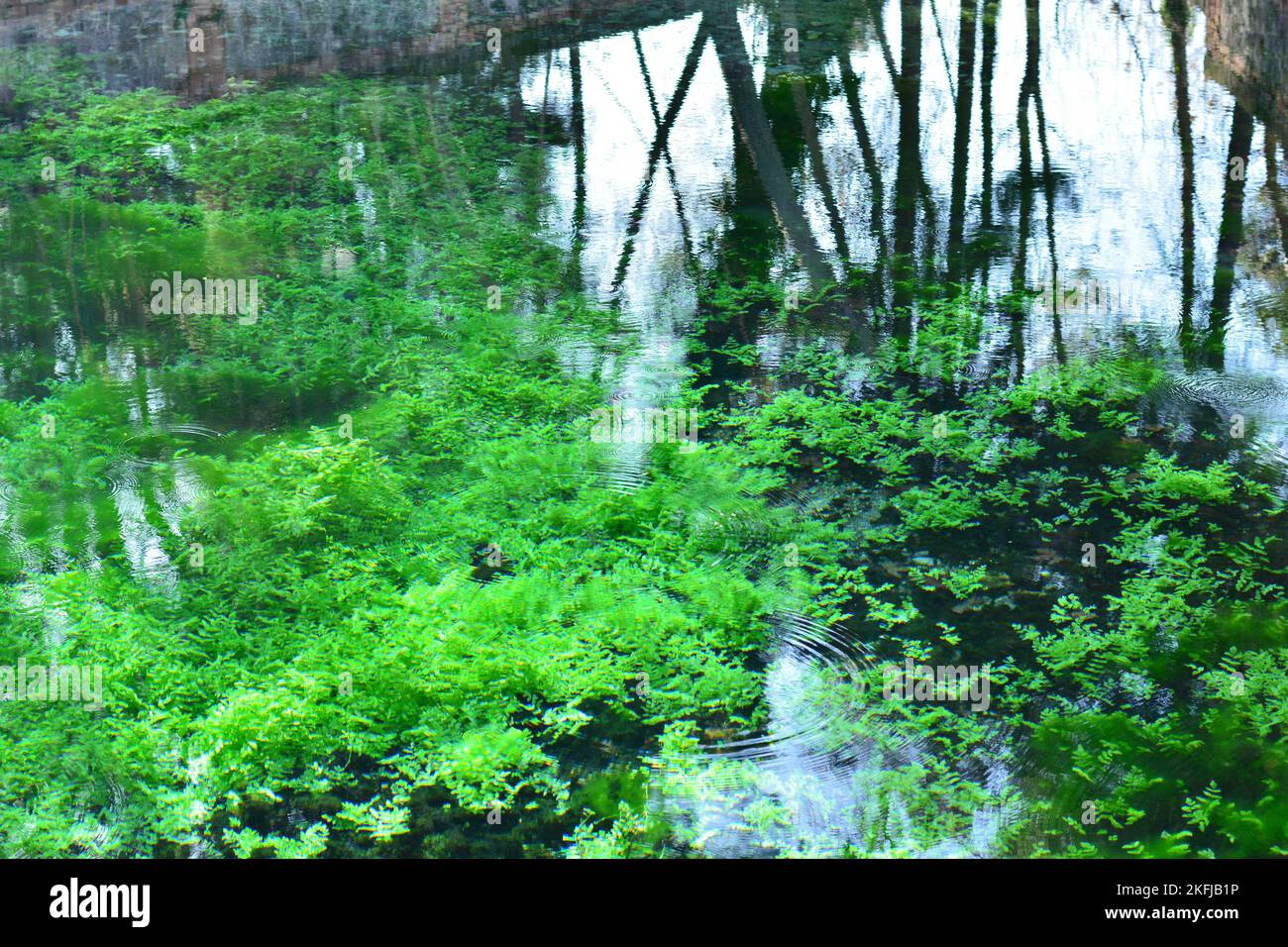Reflejos de plantas y árboles en el agua de un estanque, acuarela naturel Banque D'Images