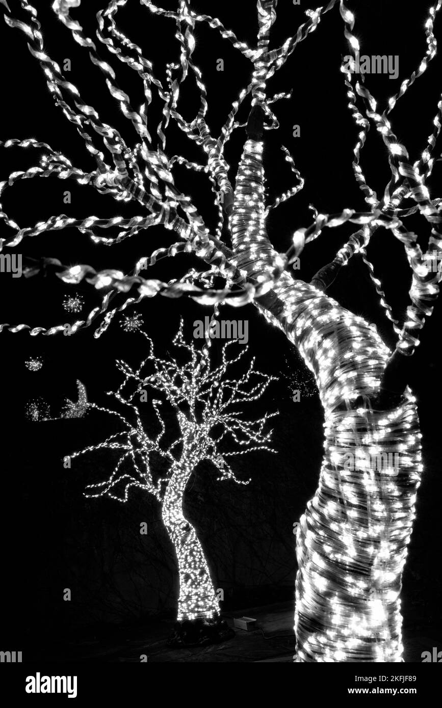 Troncs d'arbre enveloppés de lumières blanches - événement des lumières d'hiver à l'arboretum de Caroline du Nord, Asheville, Caroline du Nord, États-Unis Banque D'Images