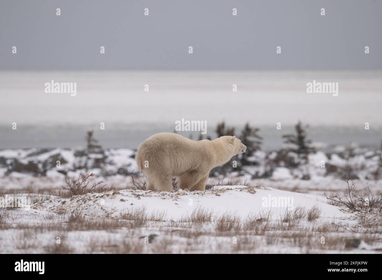 Ours polaire à Churchill, MB Banque D'Images