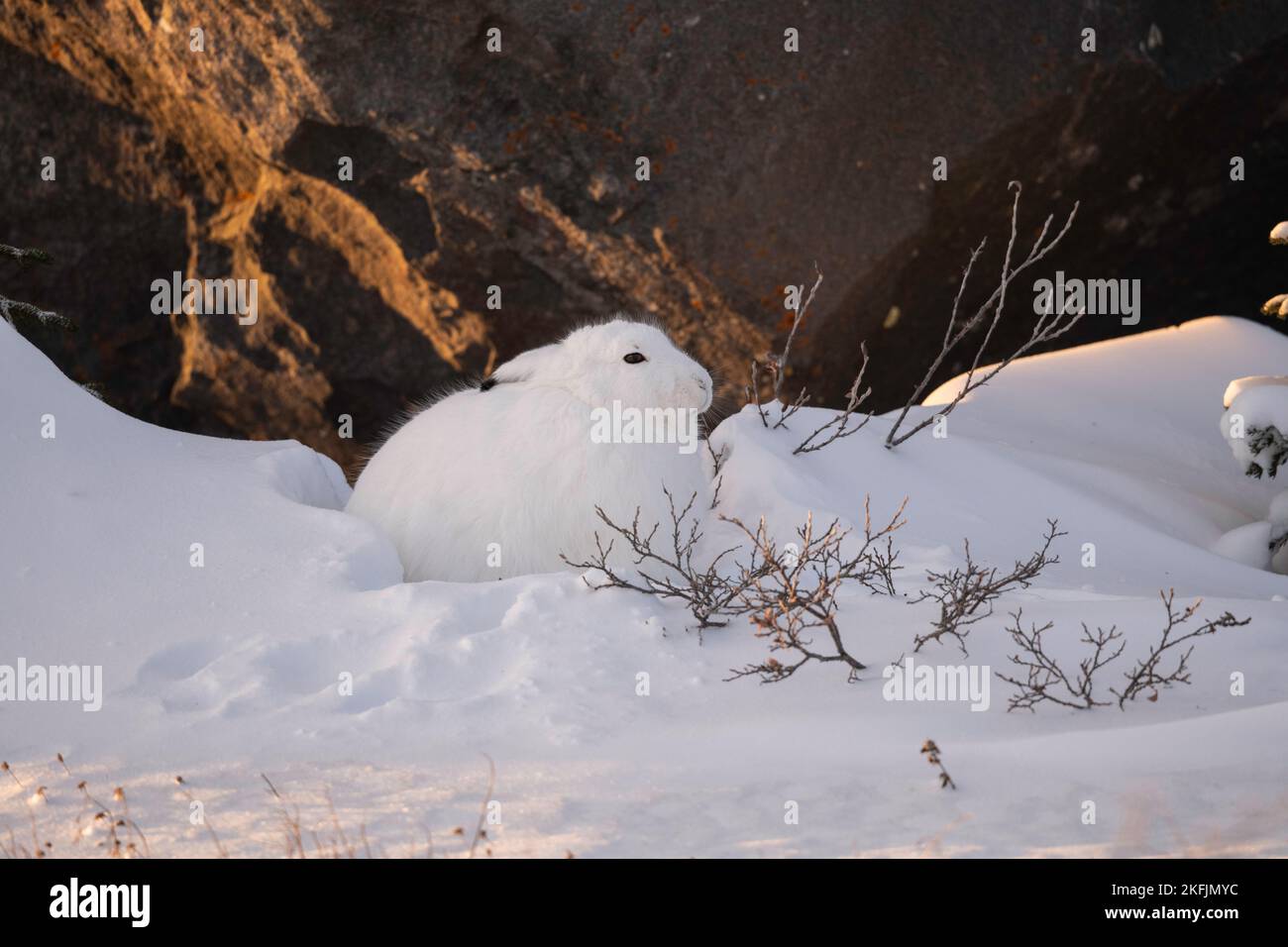Lièvre arctique dans la neige Banque D'Images