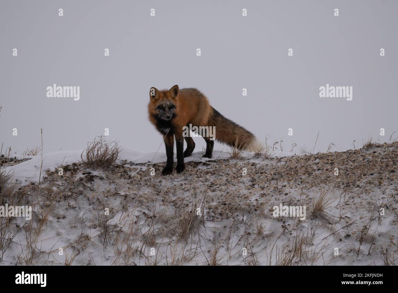 Traversez Fox dans la neige Banque D'Images