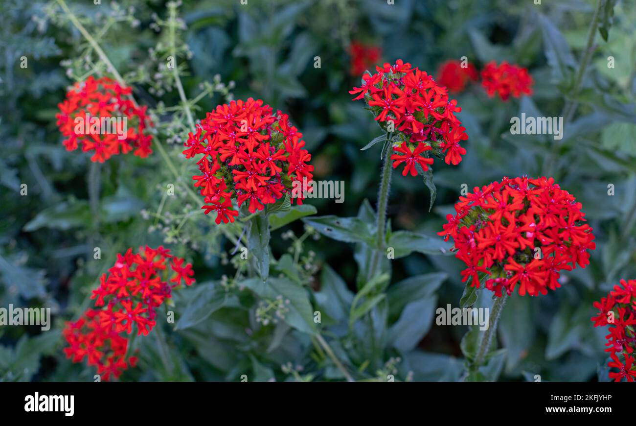 Lychnis Chalcedica dans le jardin, une belle fleur rouge Banque D'Images