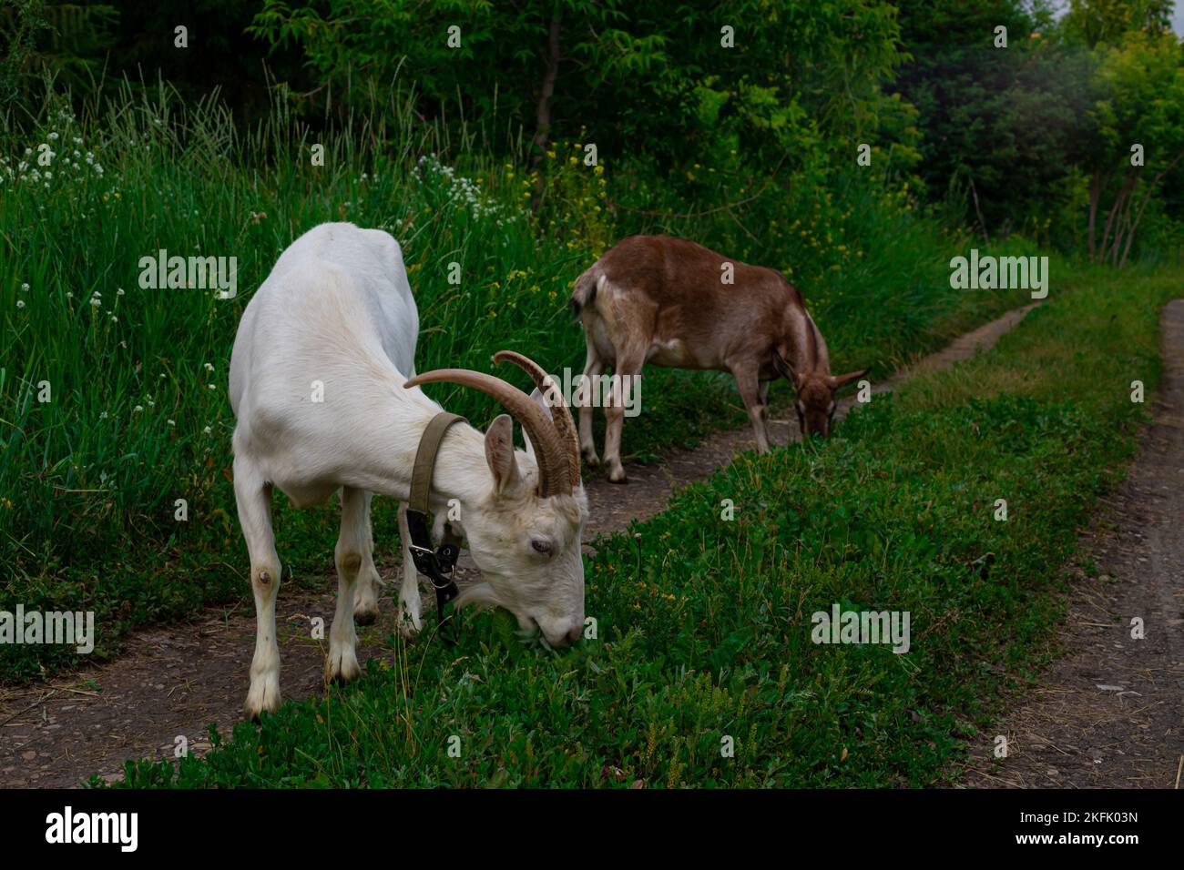 La chèvre blanche à cornes femelle se nourrit d'herbe fraîche et écologique, paysage rural de près. Banque D'Images