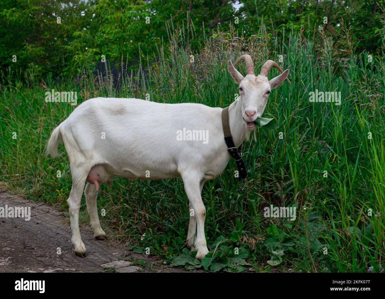 La chèvre blanche à cornes femelle se nourrit d'herbe fraîche et écologique, paysage rural de près. Banque D'Images