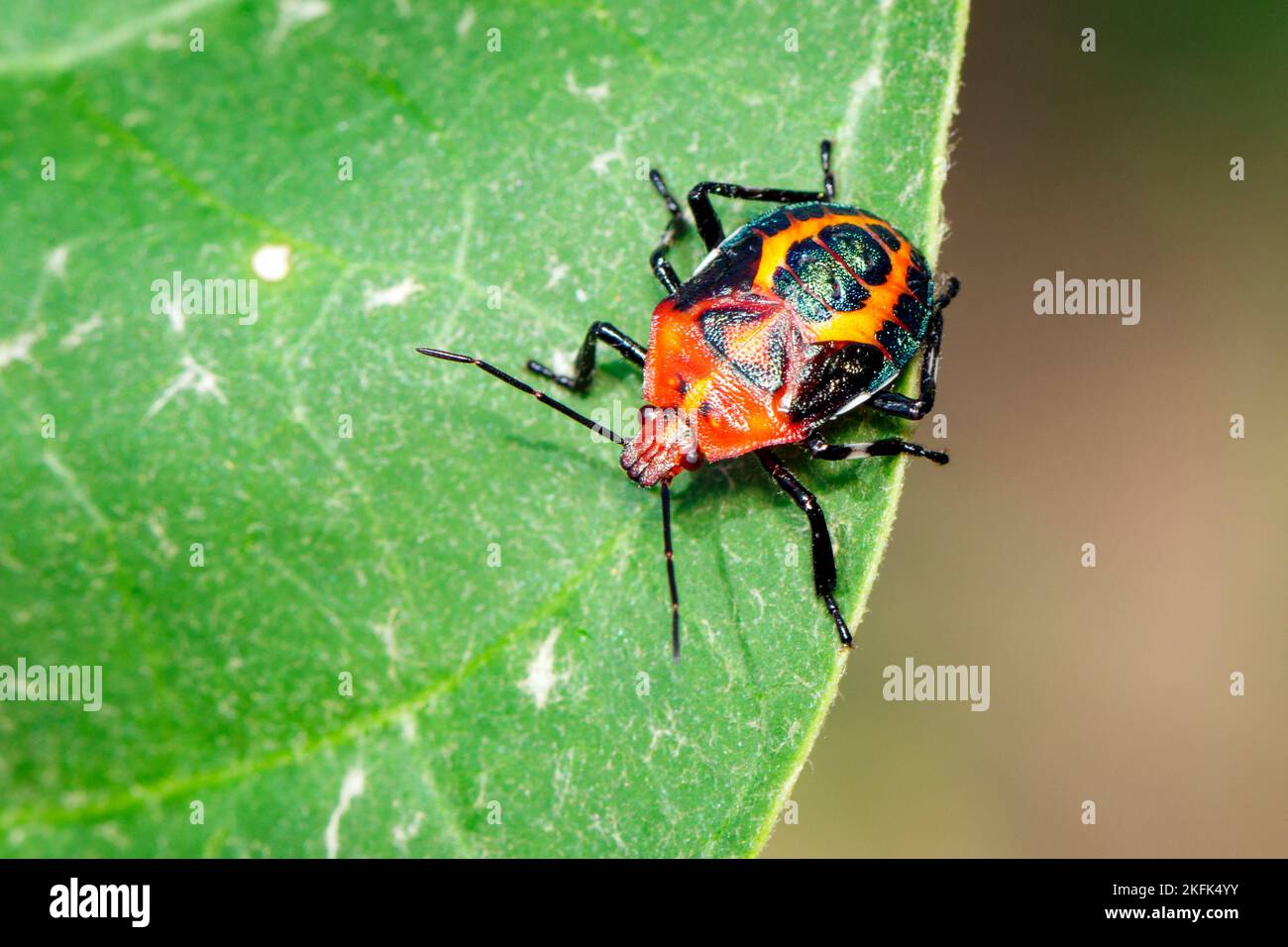 Image de punaise rouge sur des feuilles vertes sur fond naturel. Insecte. Animal. Banque D'Images